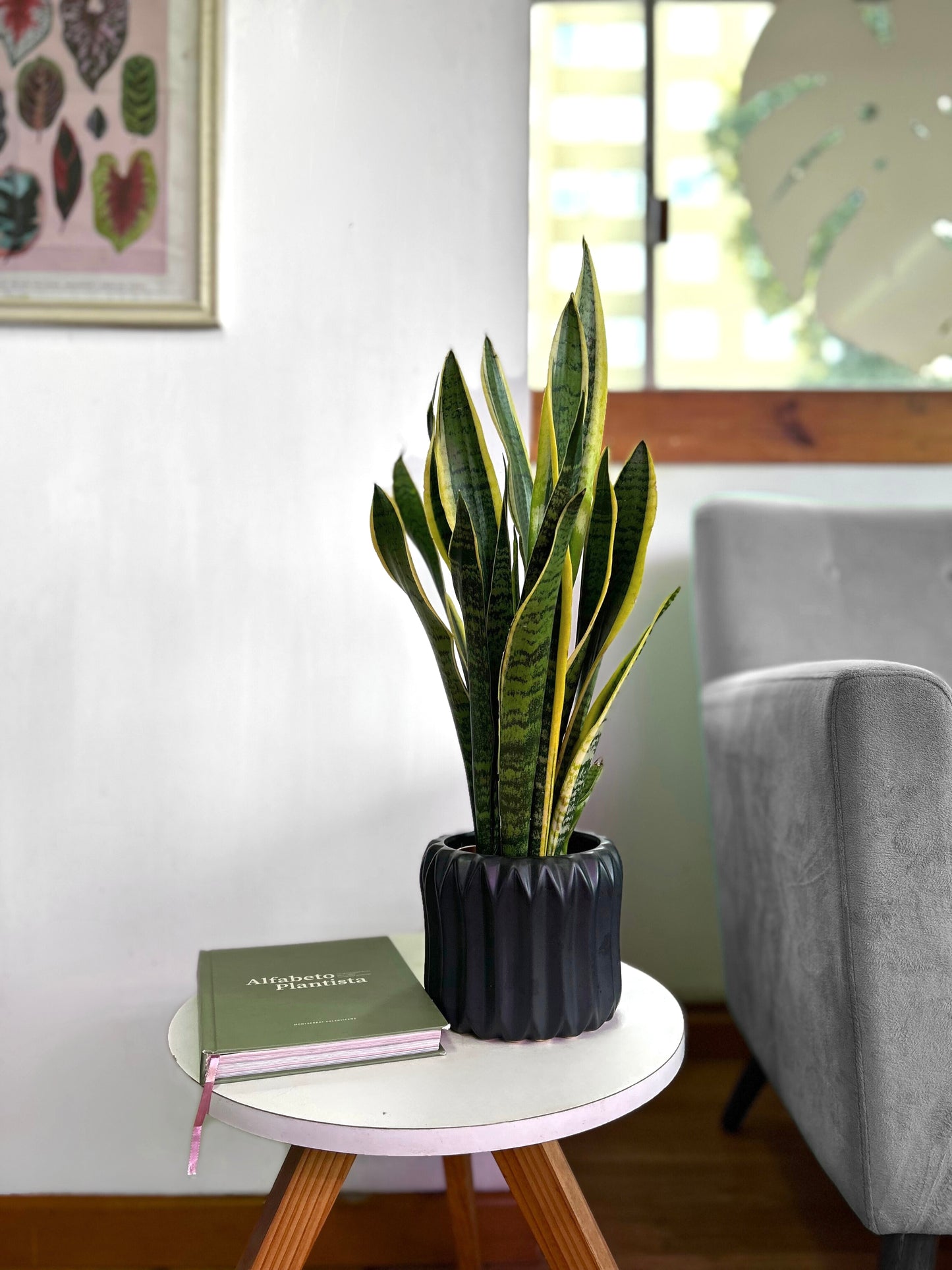 Sansevieria Trifasciata Laurentii