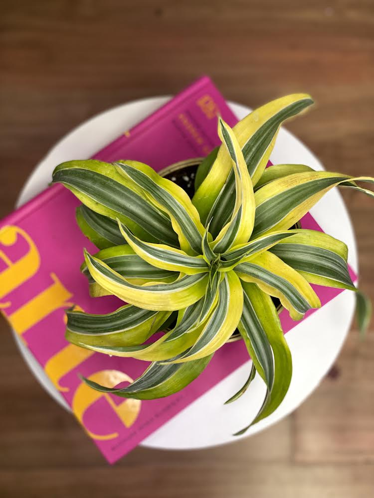 Dracaena Lemon Helicoidal