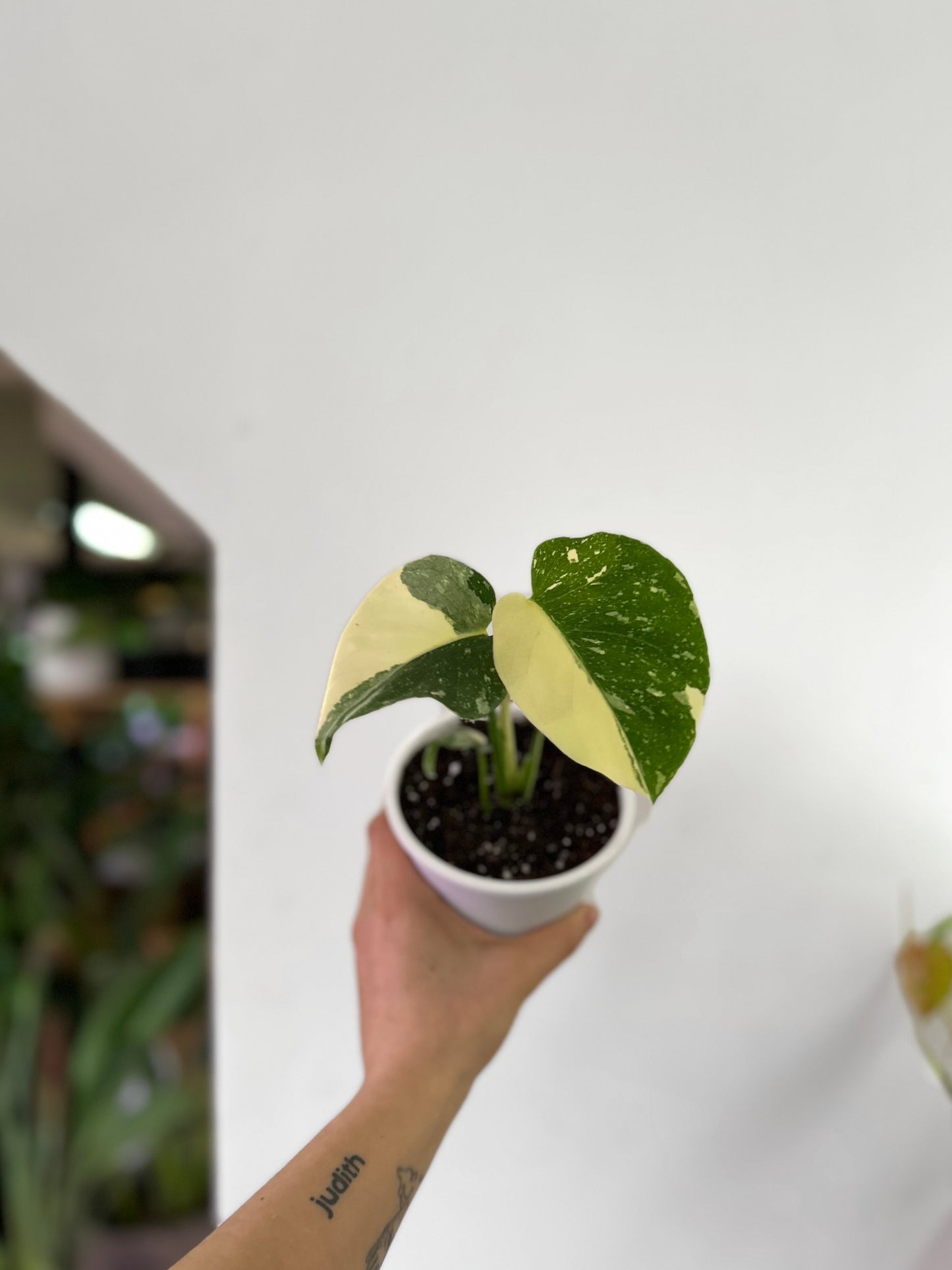 Monstera Thai Constellation XS