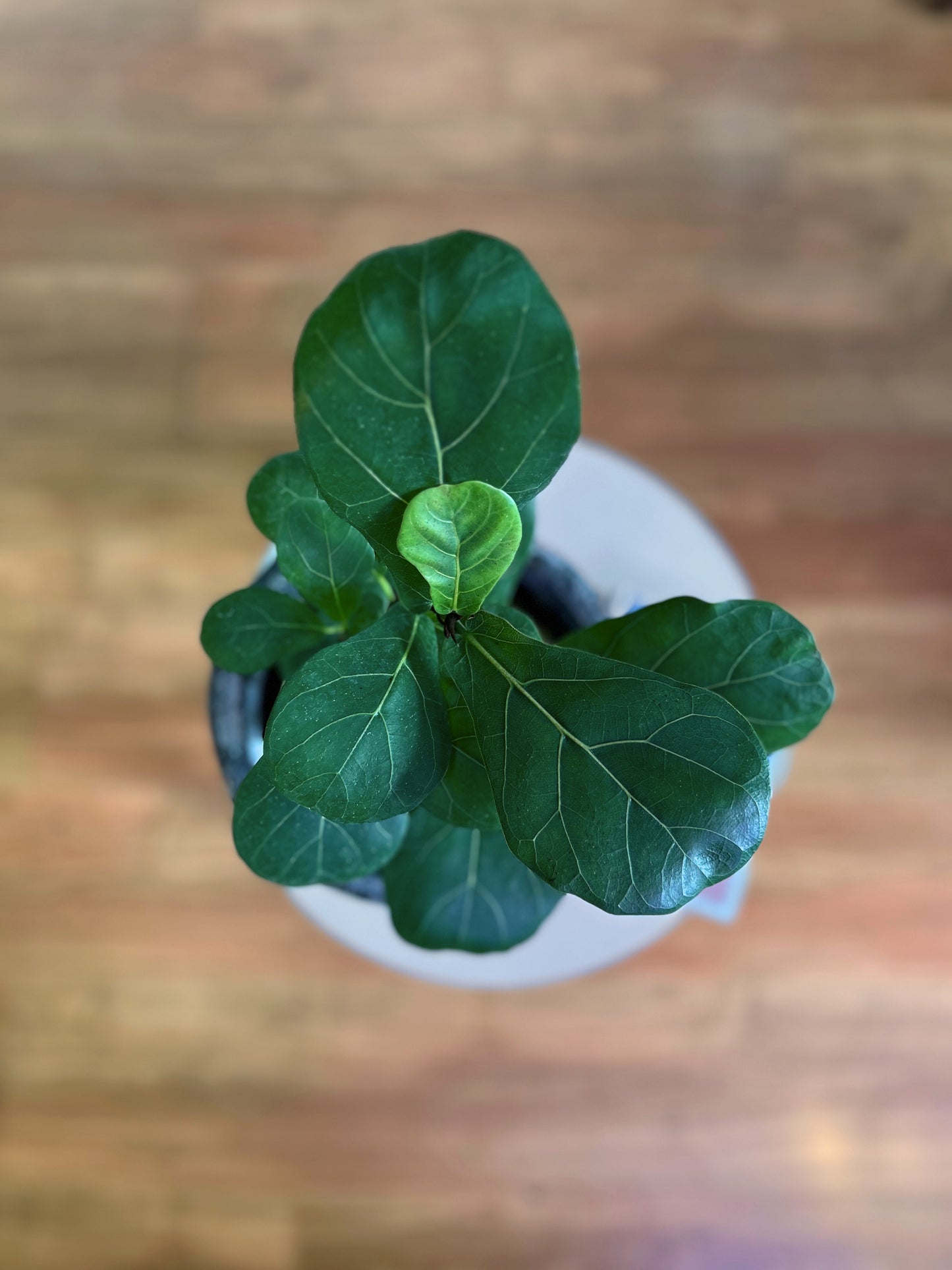 Ficus Lyrata Bambino