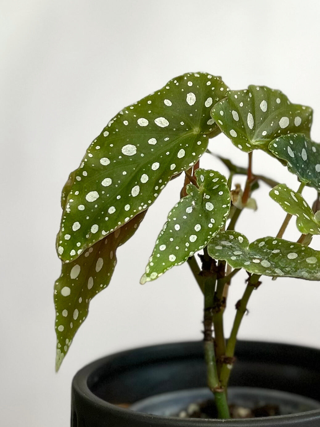 Begonia Maculata S