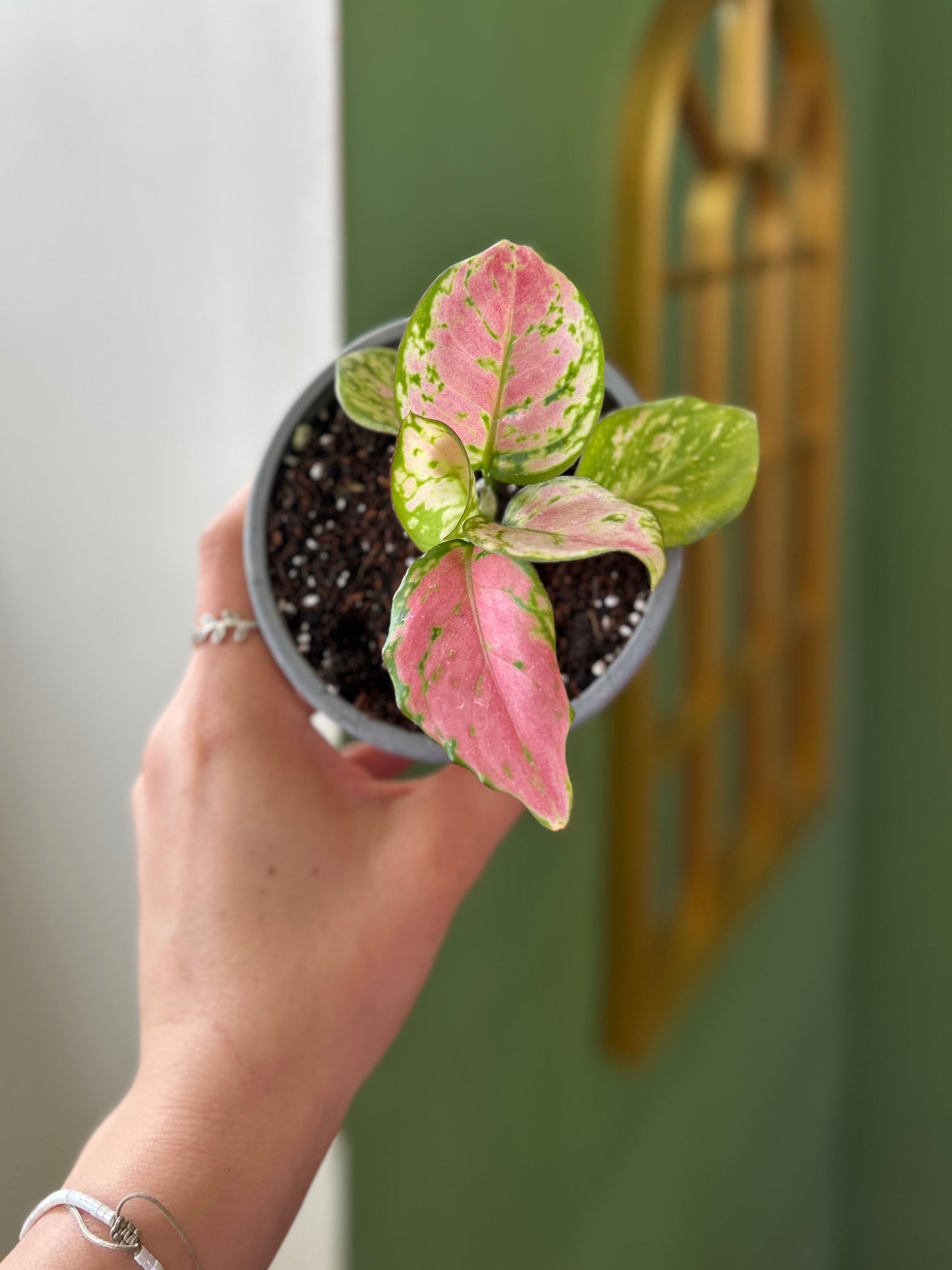 Aglaonema Commutatum Auspicious Red