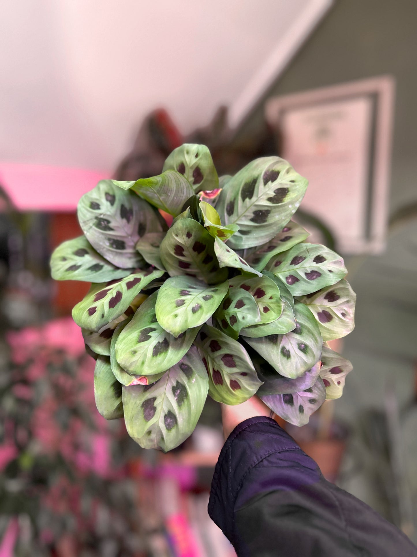 Maranta Kerchoveana M o Planta de la Oración