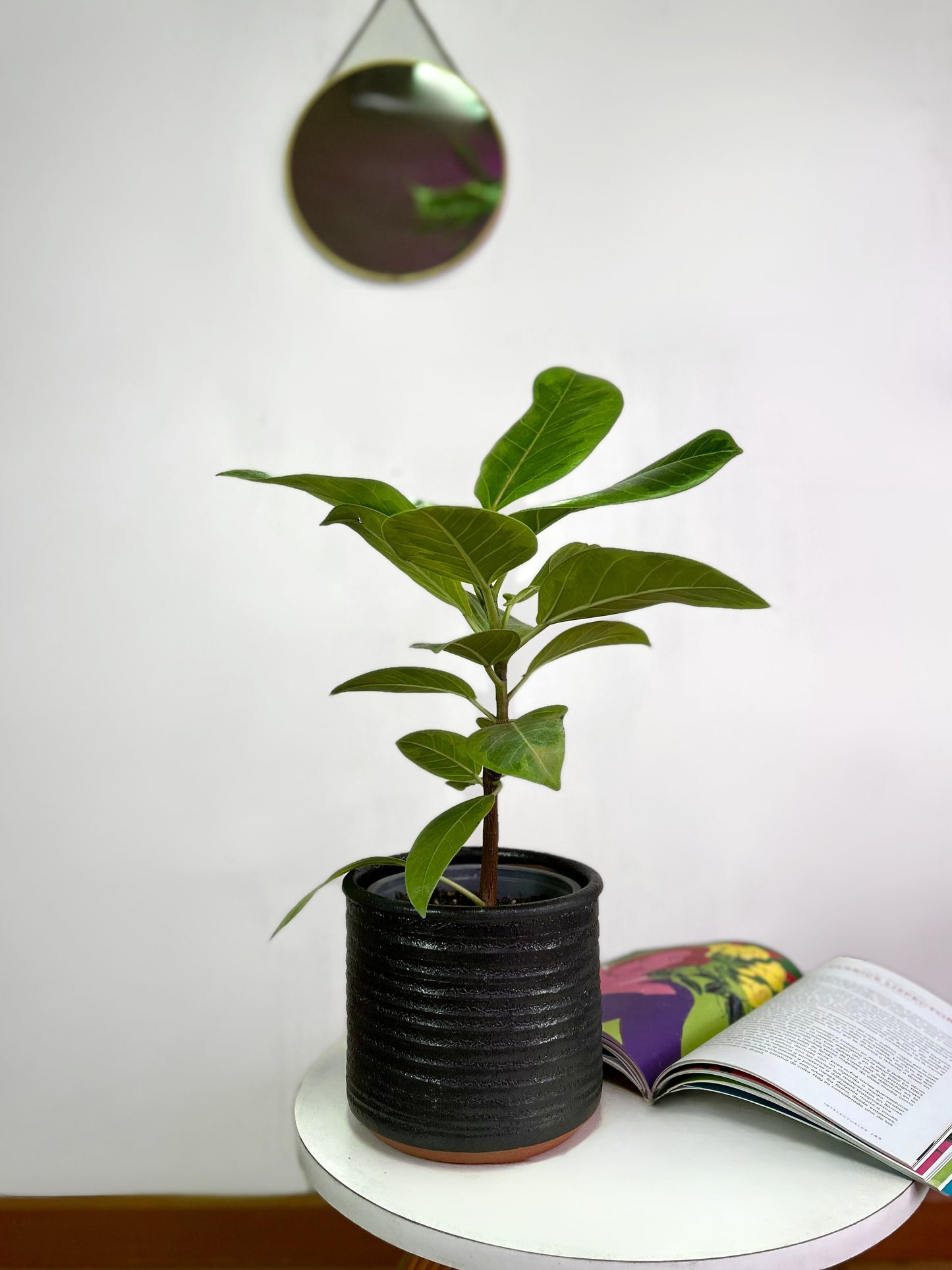 Gomero Altíssima Variegado
