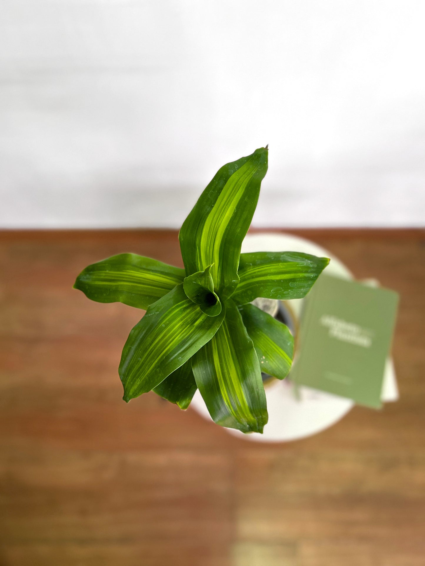 Dracaena Fragans, Palo de Agua o Palo de Brasil