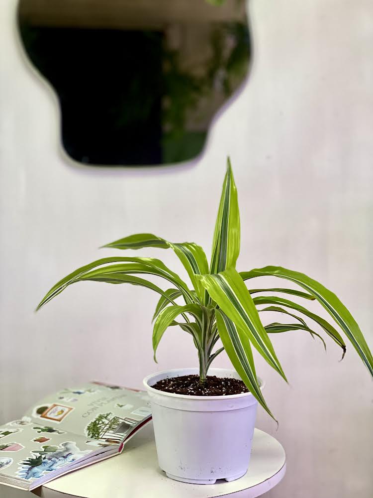 Dracaena Lemon Lime