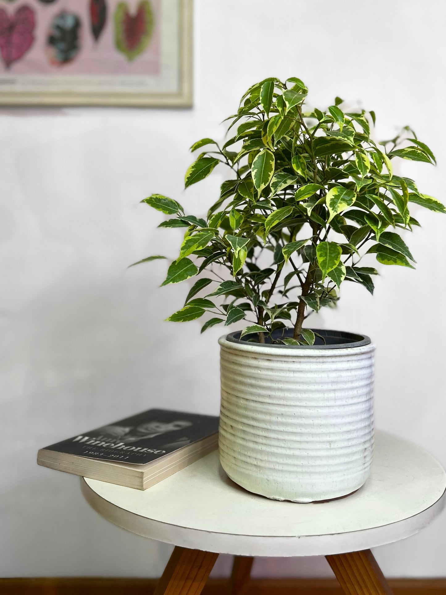 Ficus Mini Twilly
