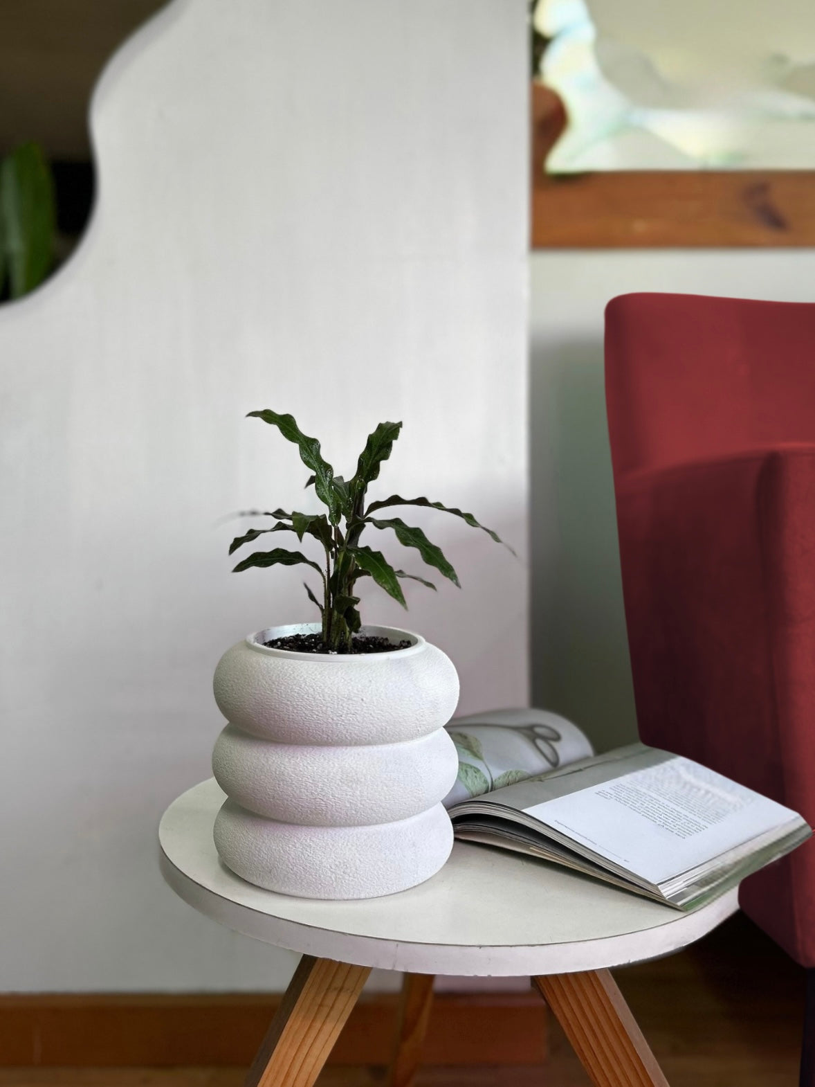 Calathea Rubifarda