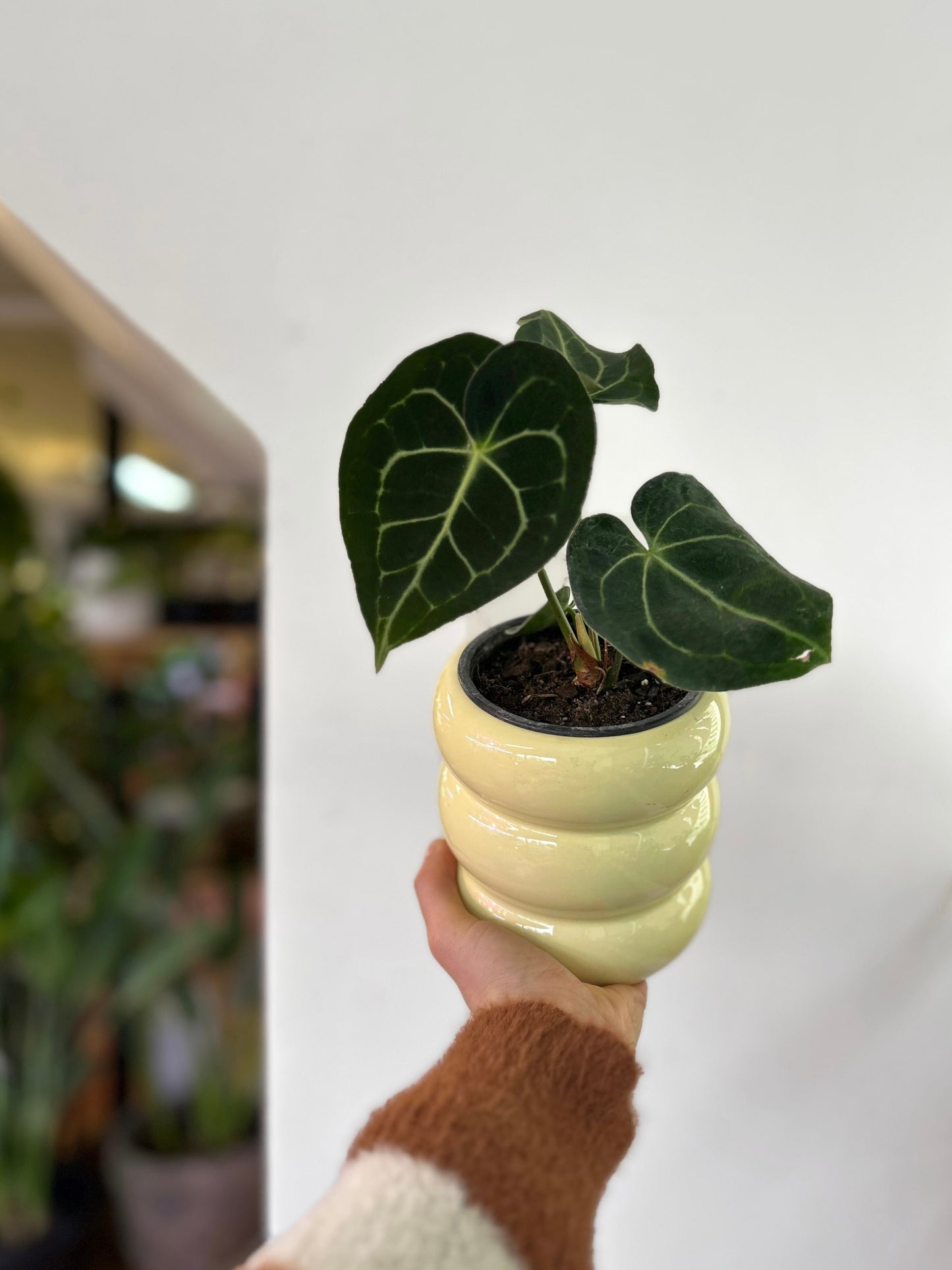 Anthurium Clarinervium