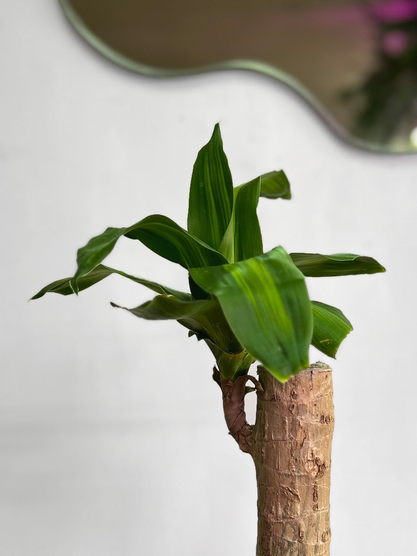 Dracaena Fragans, Palo de Agua o Palo de Brasil