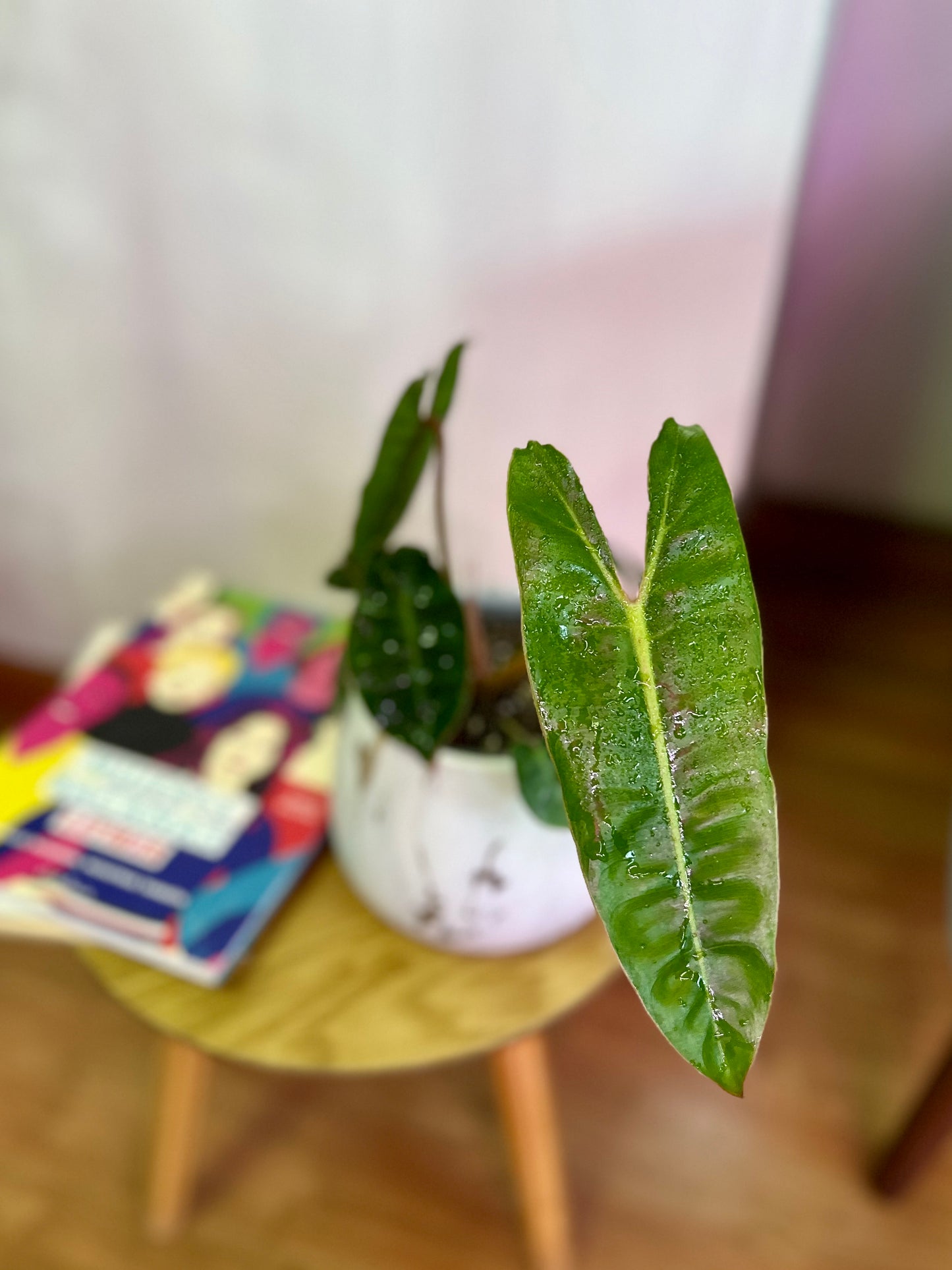 Filodendro Billetiae S