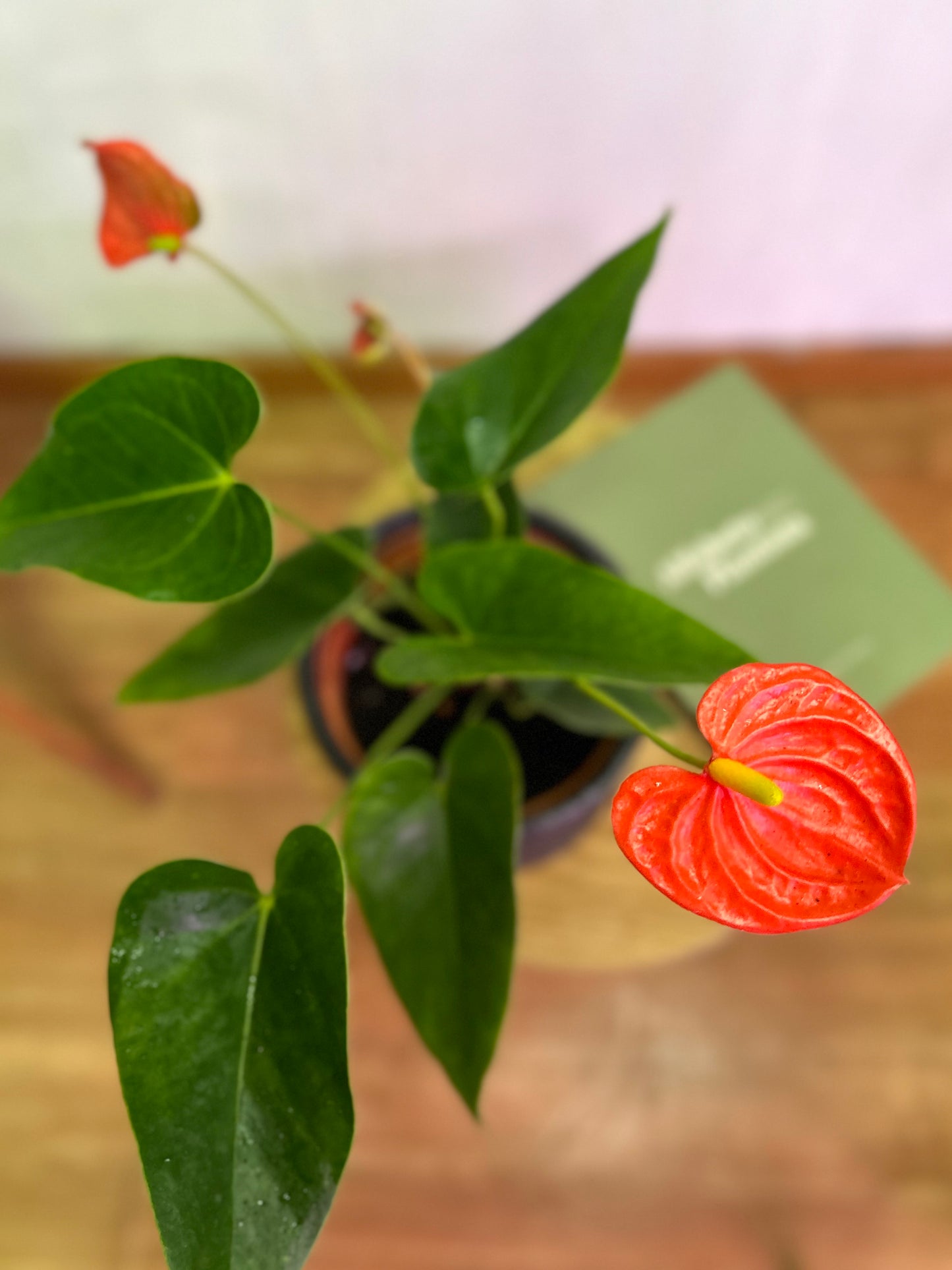 Anthurium Andreanum Coral