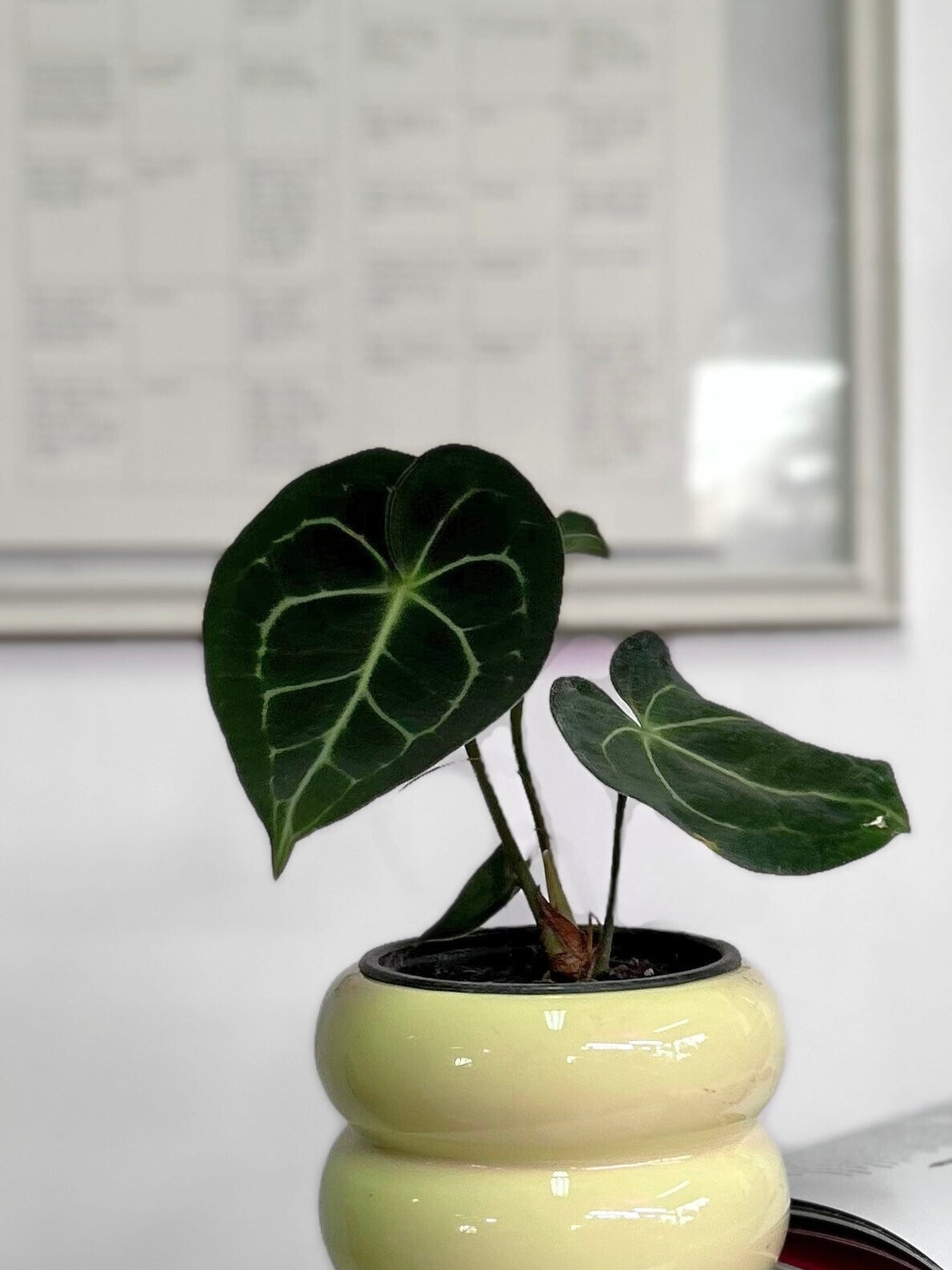 Anthurium Clarinervium