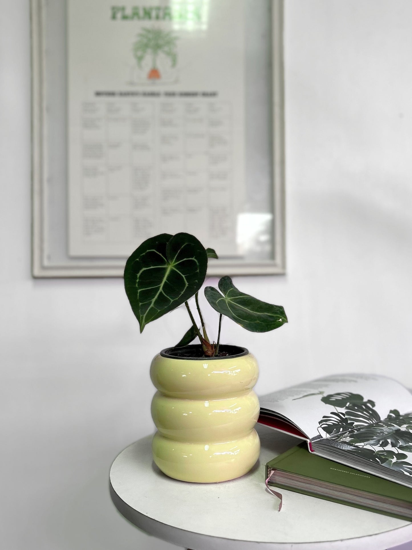 Anthurium Clarinervium