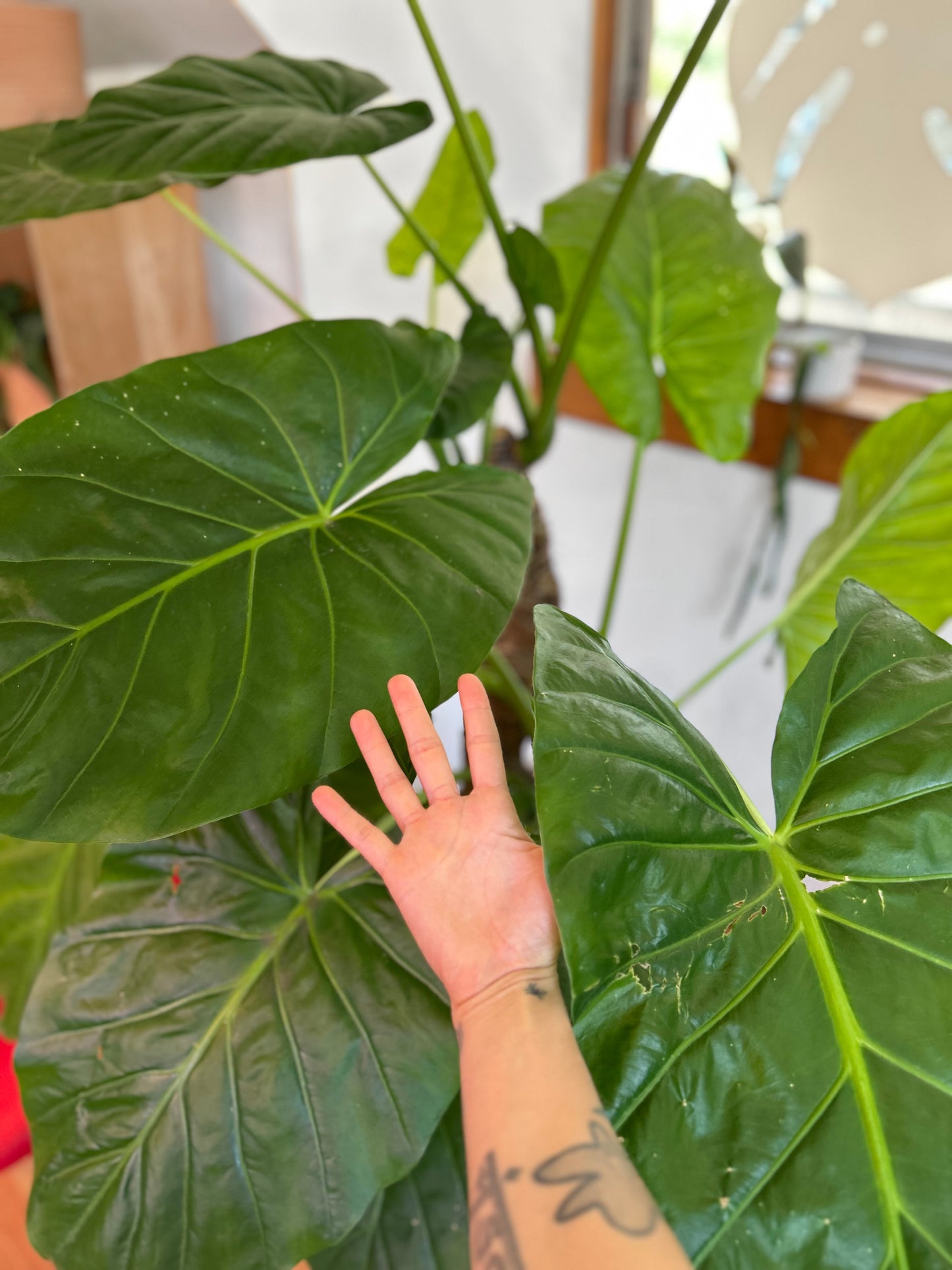 Alocasia Macrorrhiza - Manto De Eva XL 1,5 mts