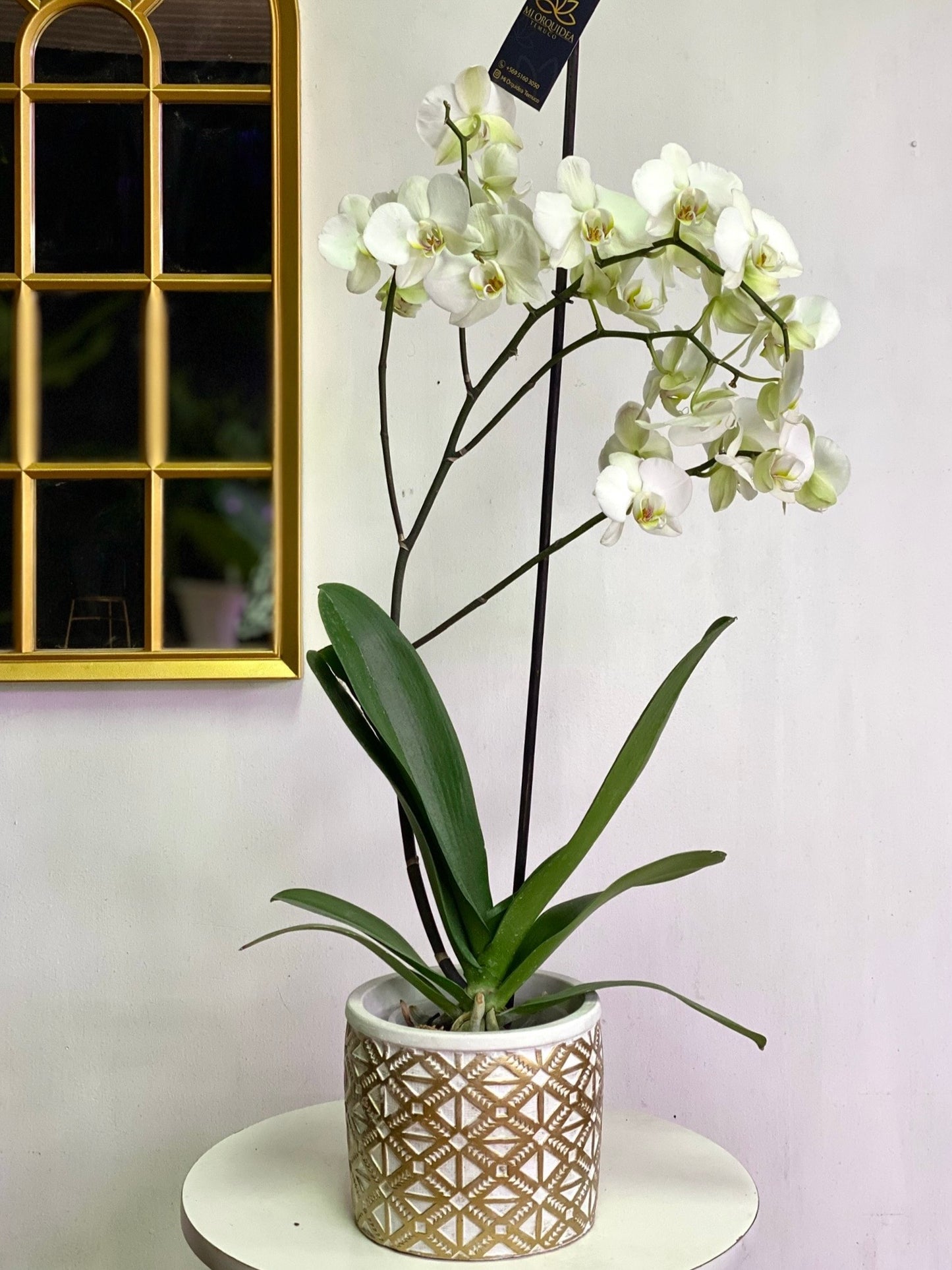 Orquídea Grande Blanca