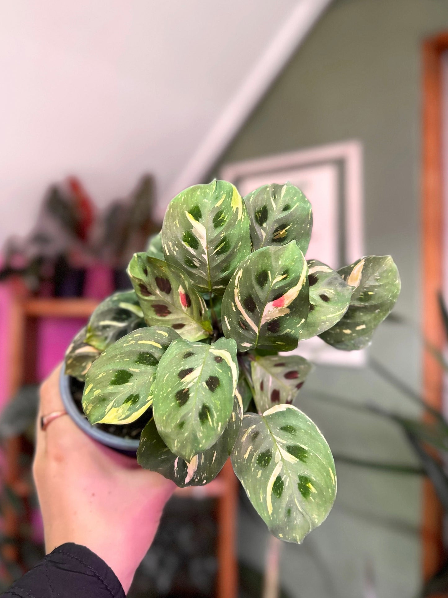 Maranta Kerchoveana Variegada
