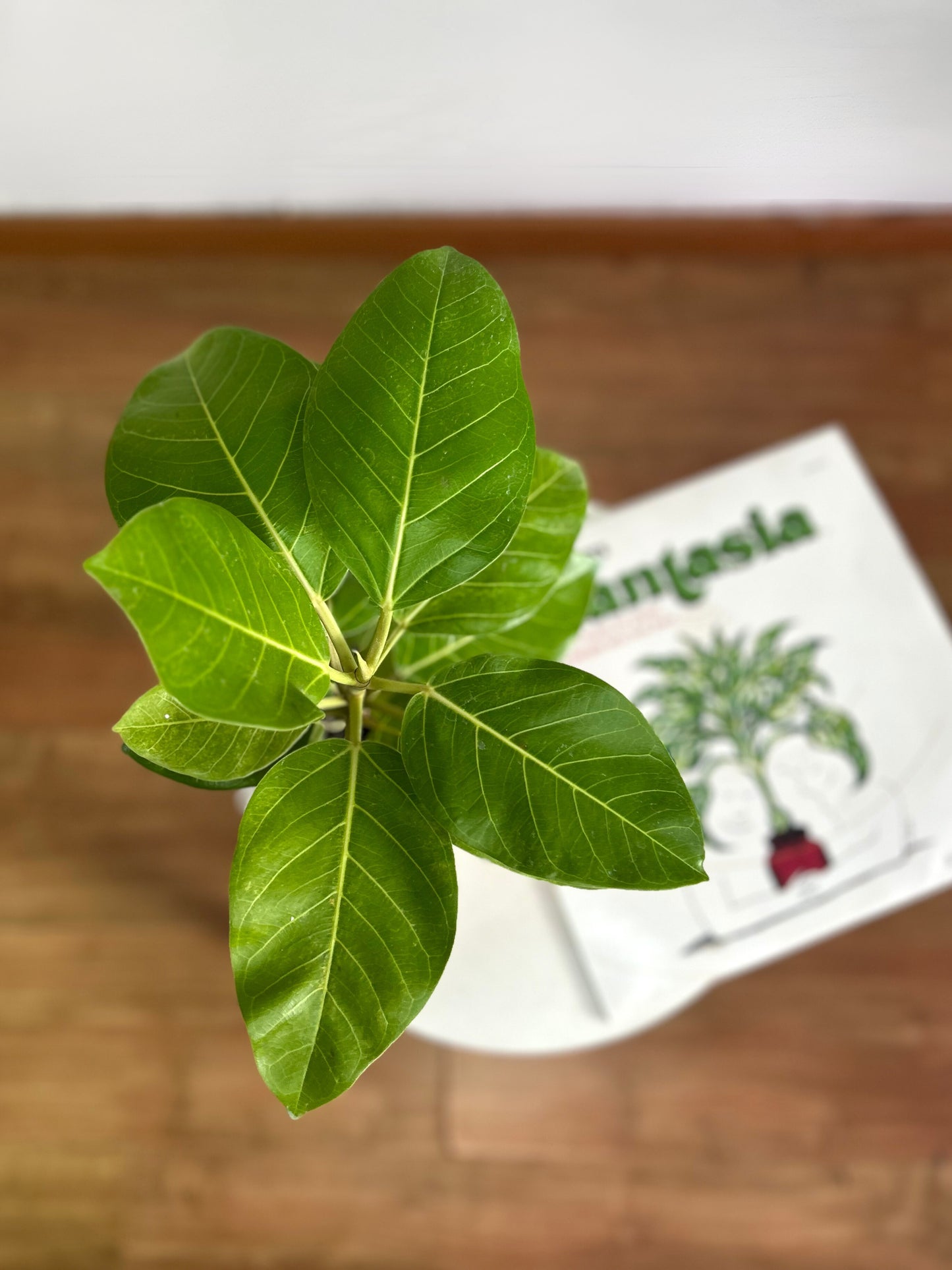 Gomero Altíssima Benghalensis Gold