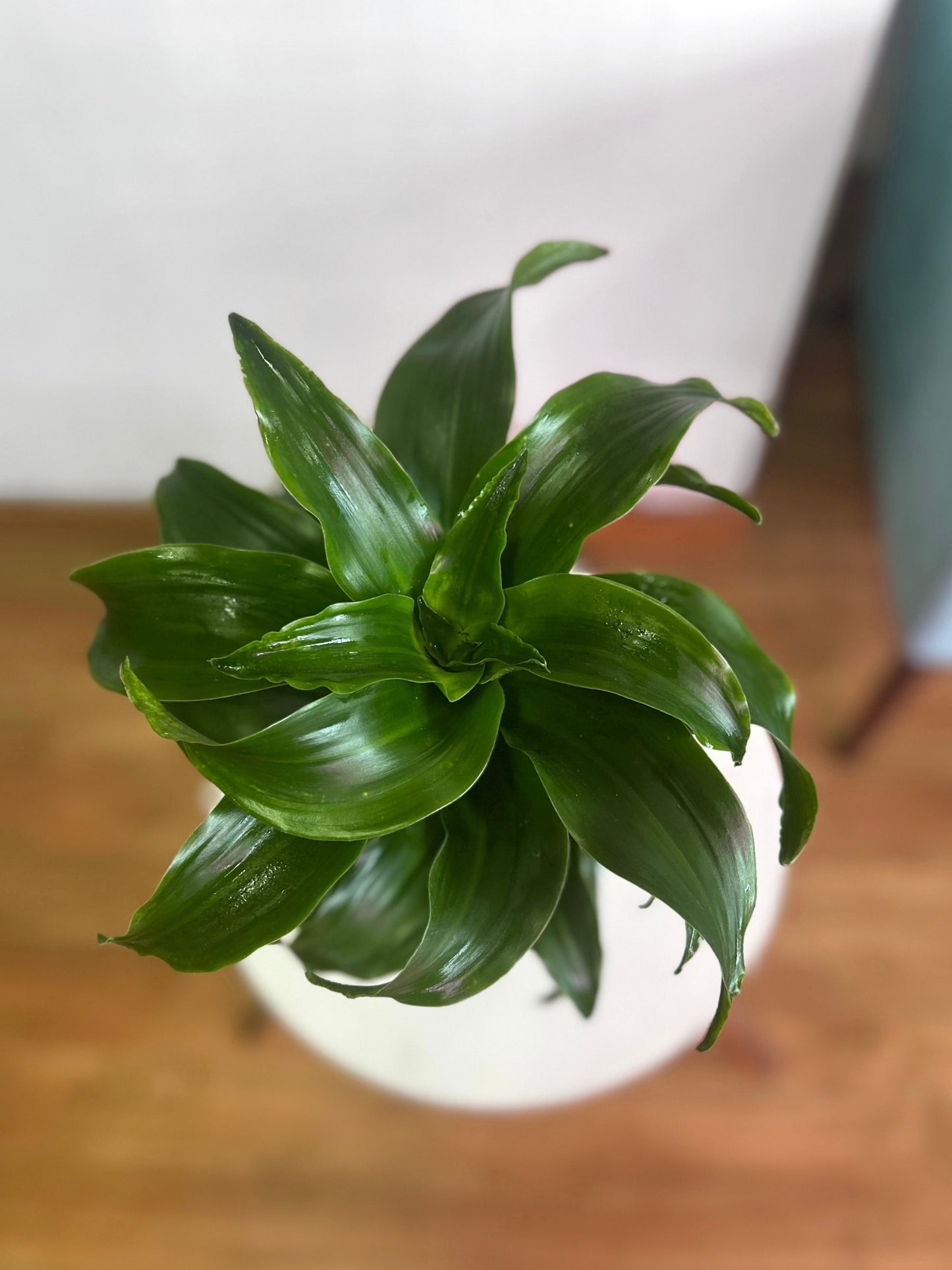 Dracaena Fragans Compacta
