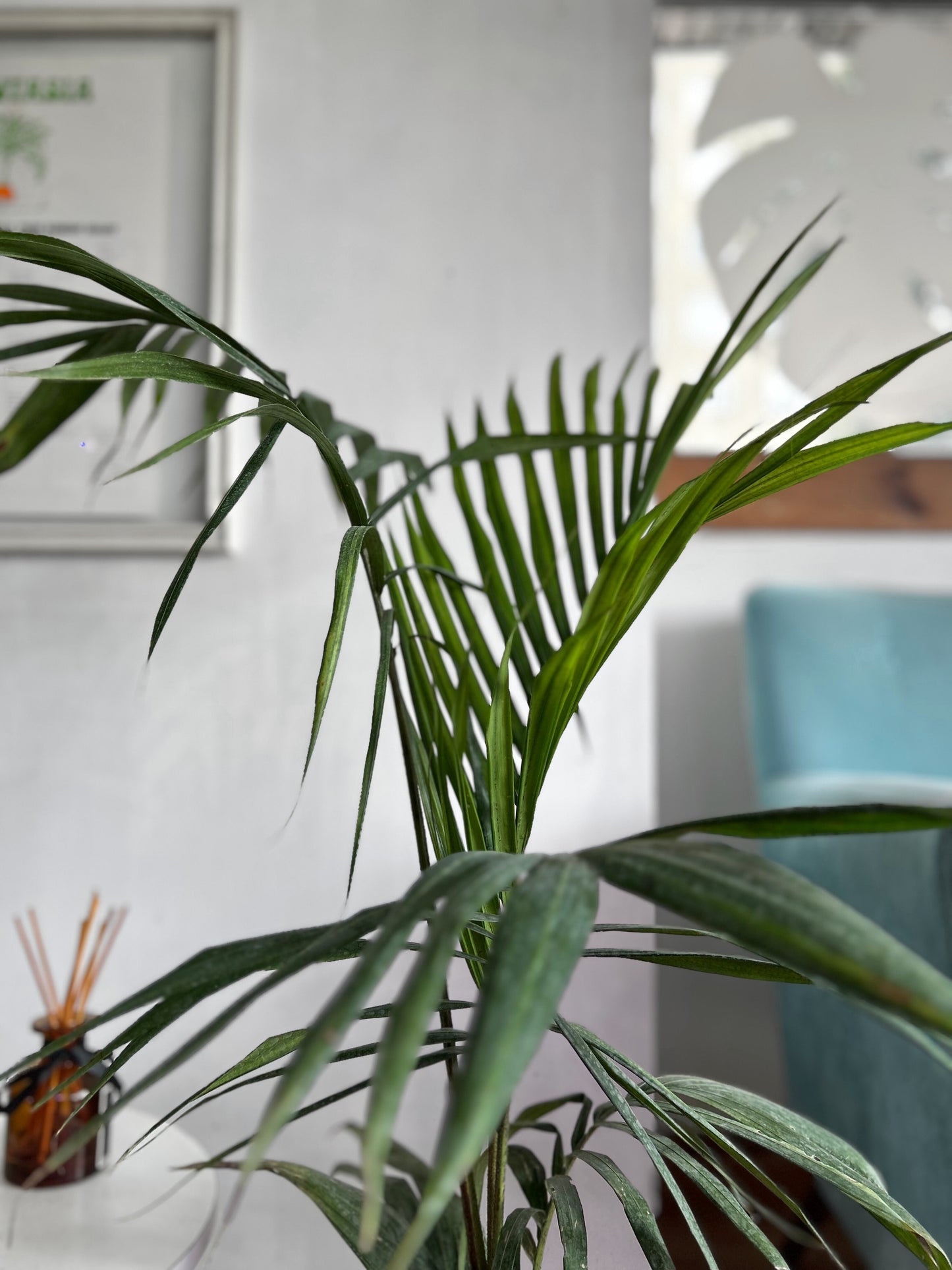 Palmera Kentia - Palmera Del Paraiso