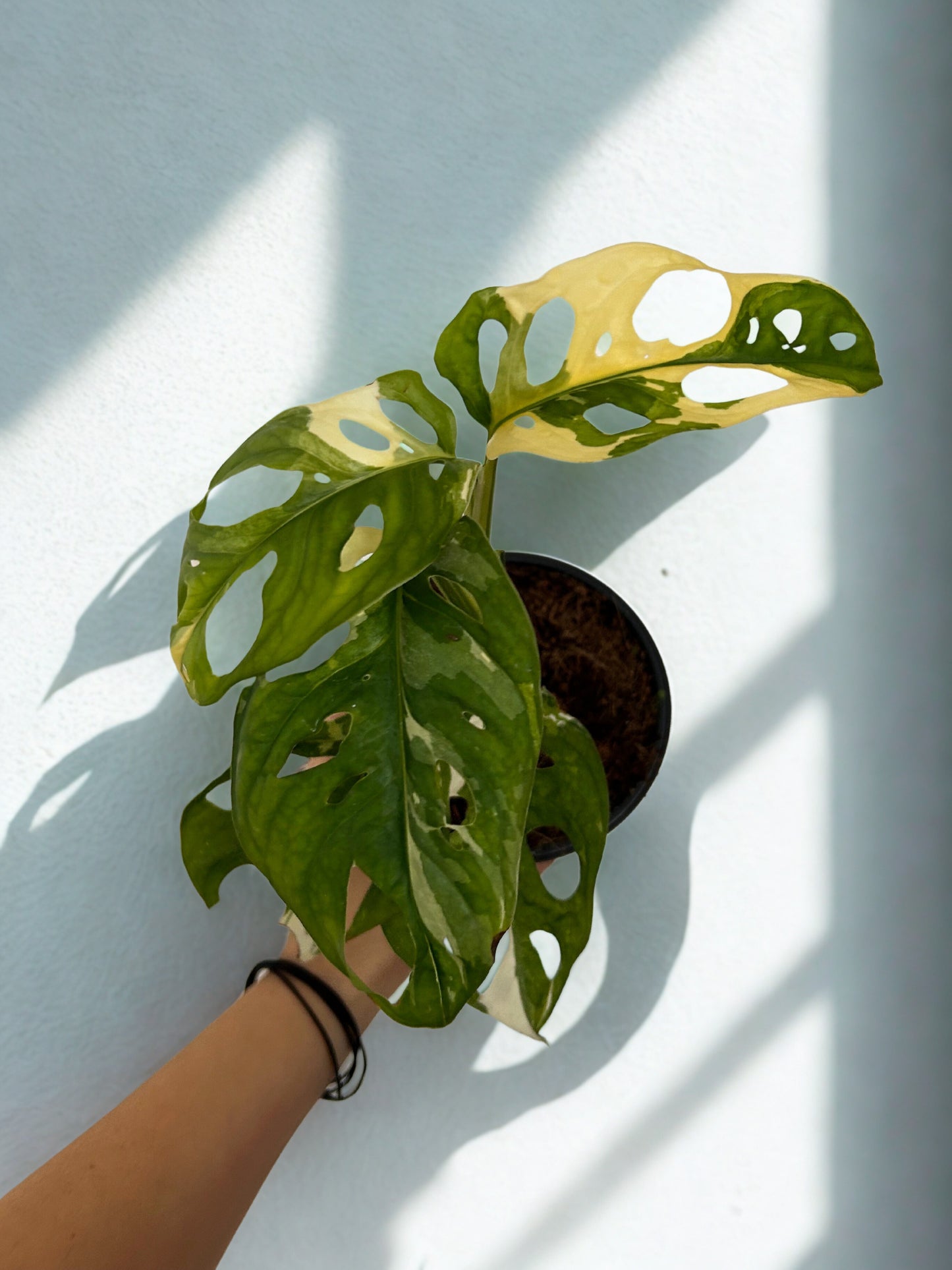 Monstera Adansonii Variegada