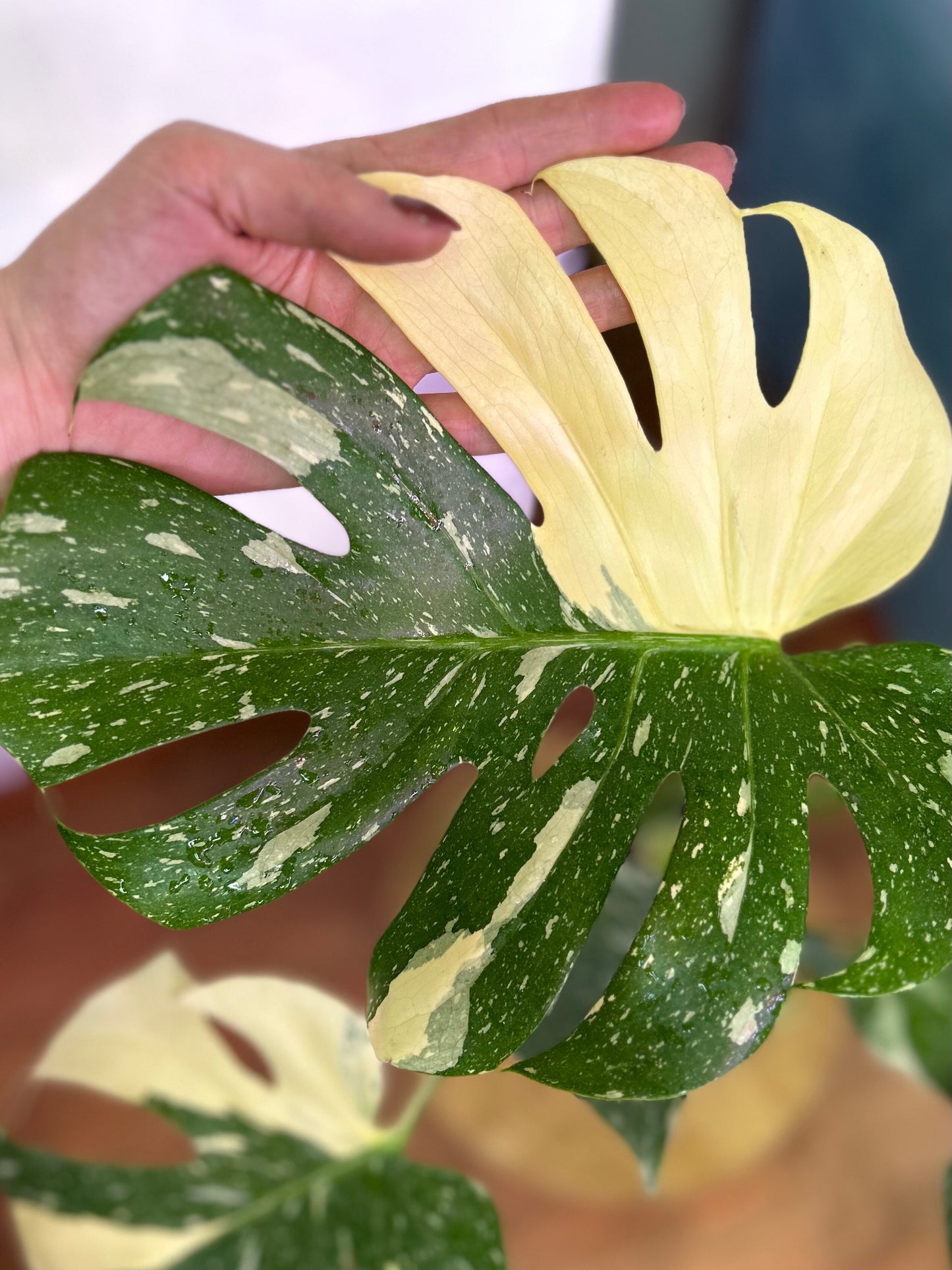 Monstera Thai Constellation L
