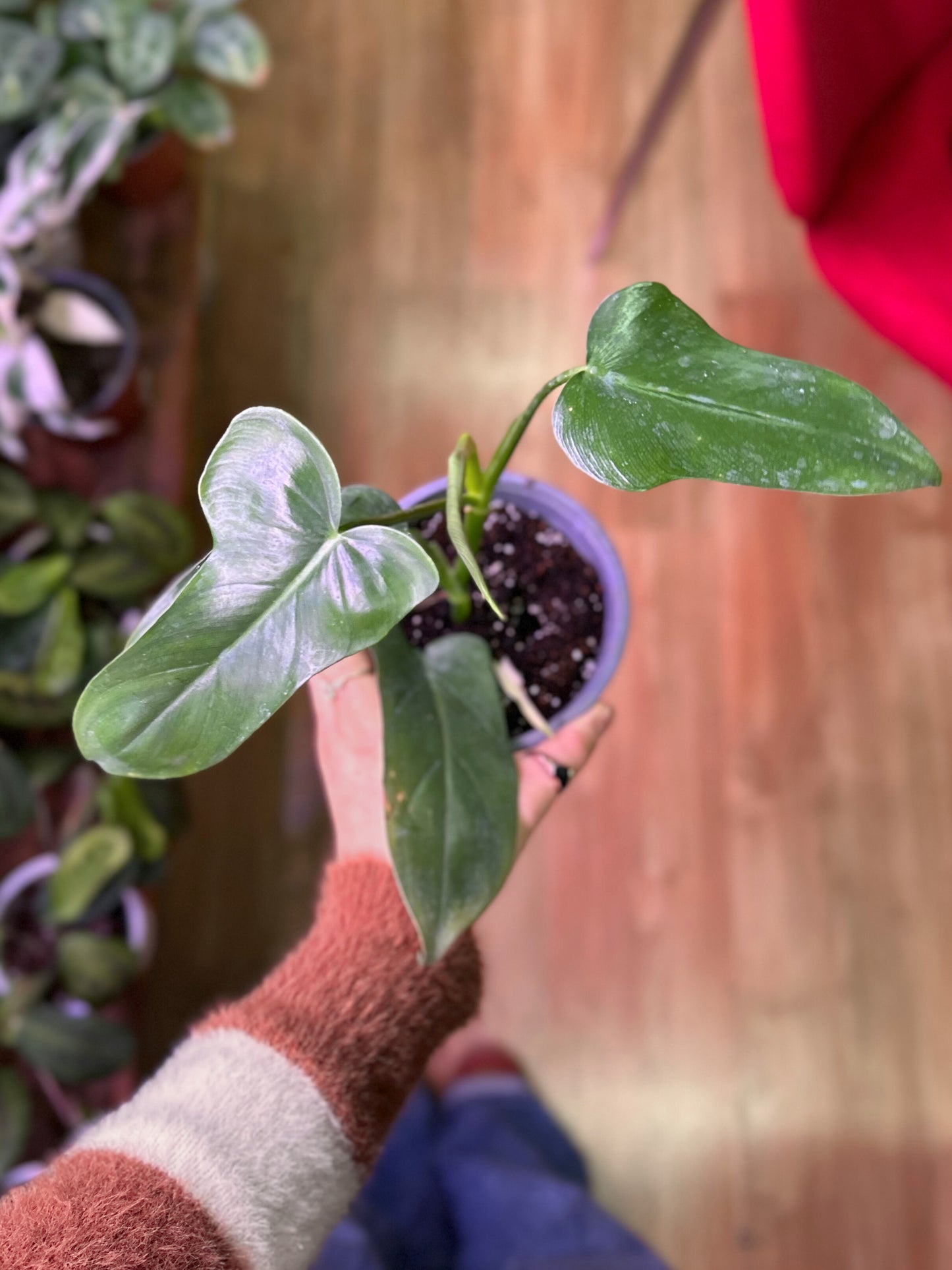 Filodendro Panduriforme XS