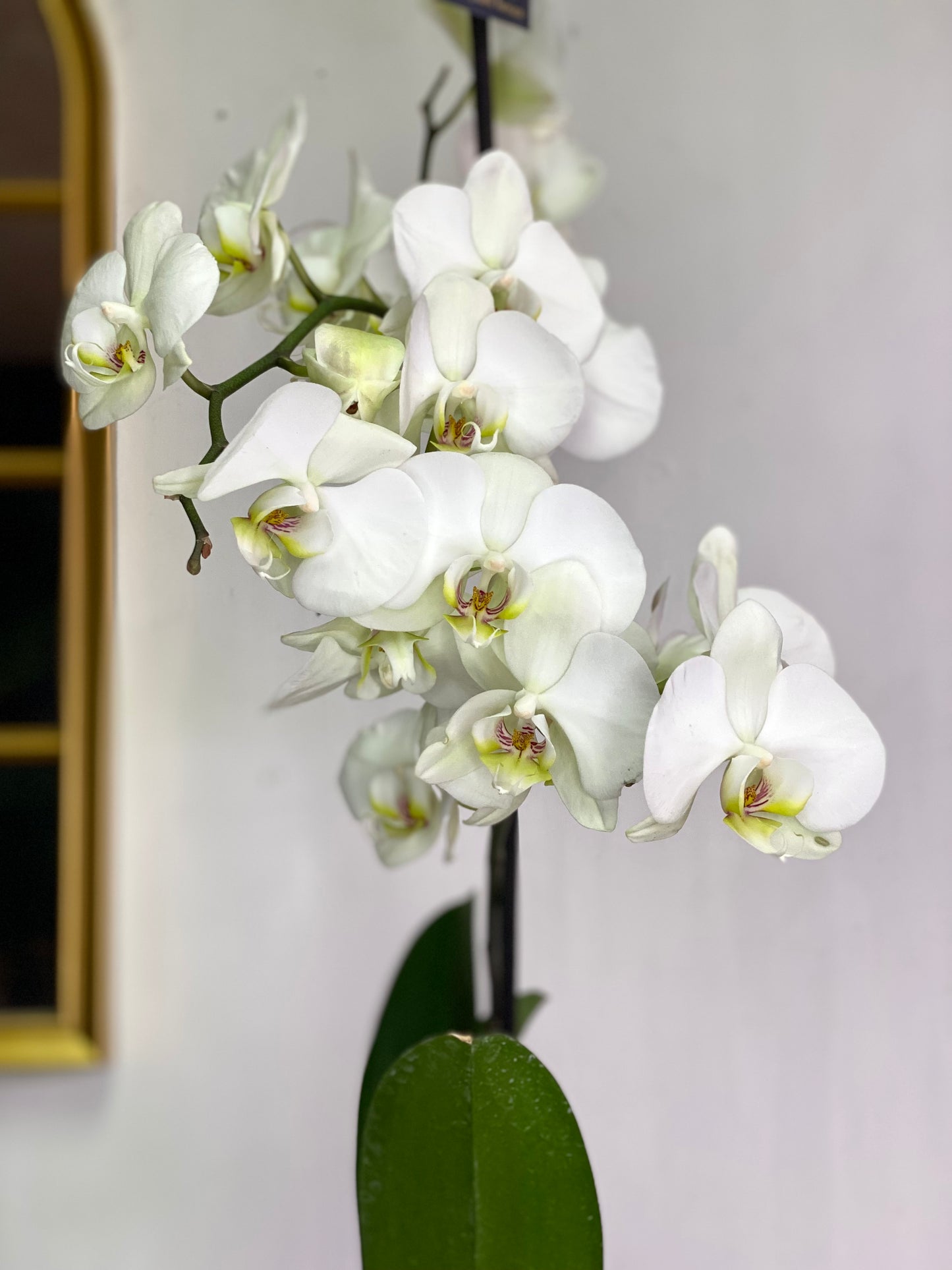 Orquídea Grande Blanca