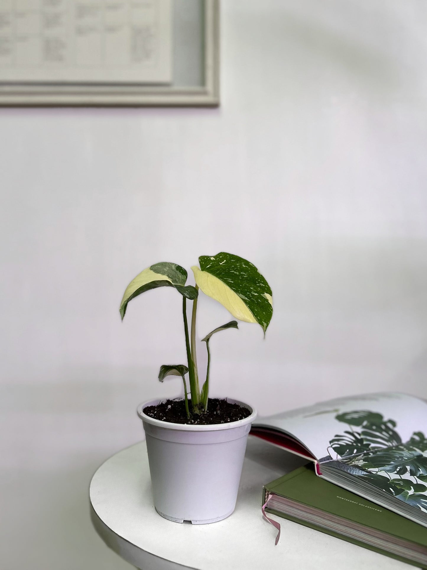 Monstera Thai Constellation XS