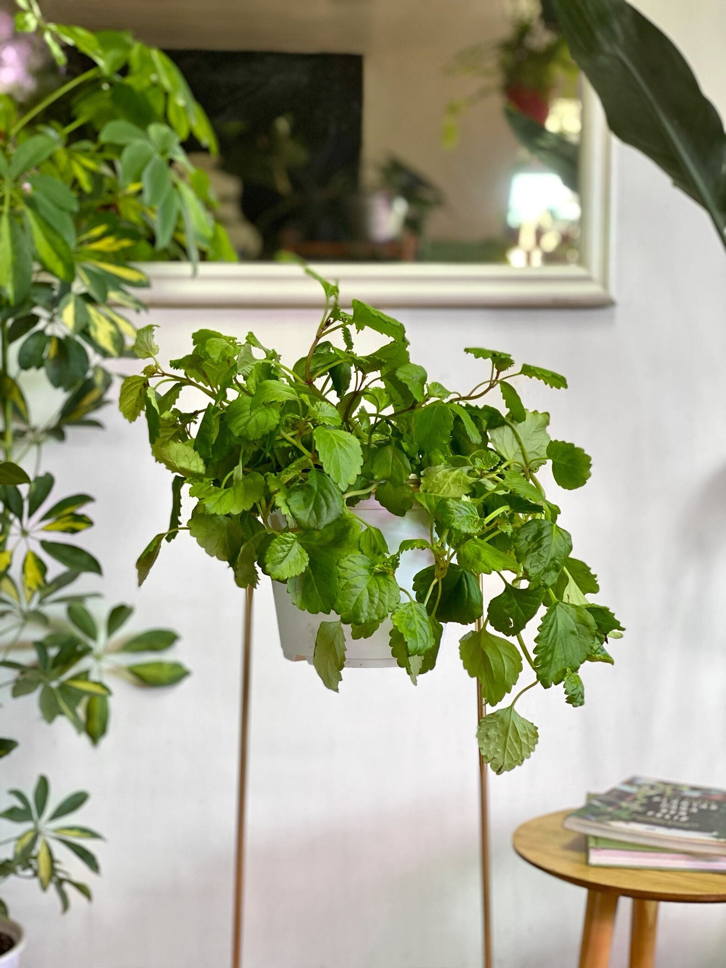 Plectranthus Ciliatus o Dolar verde