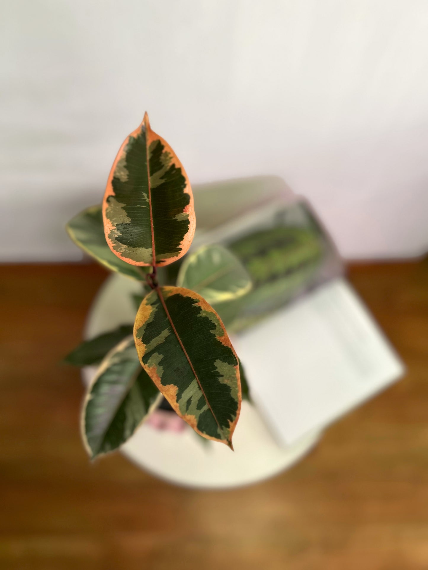 Ficus Elástica Tineke