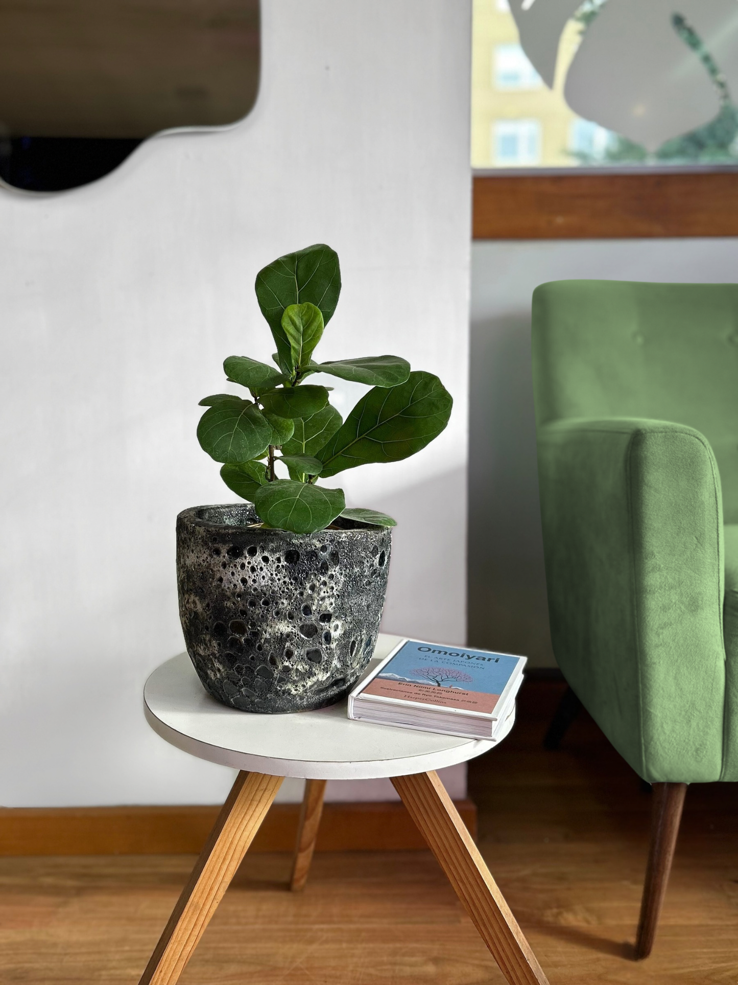 Ficus Lyrata Bambino