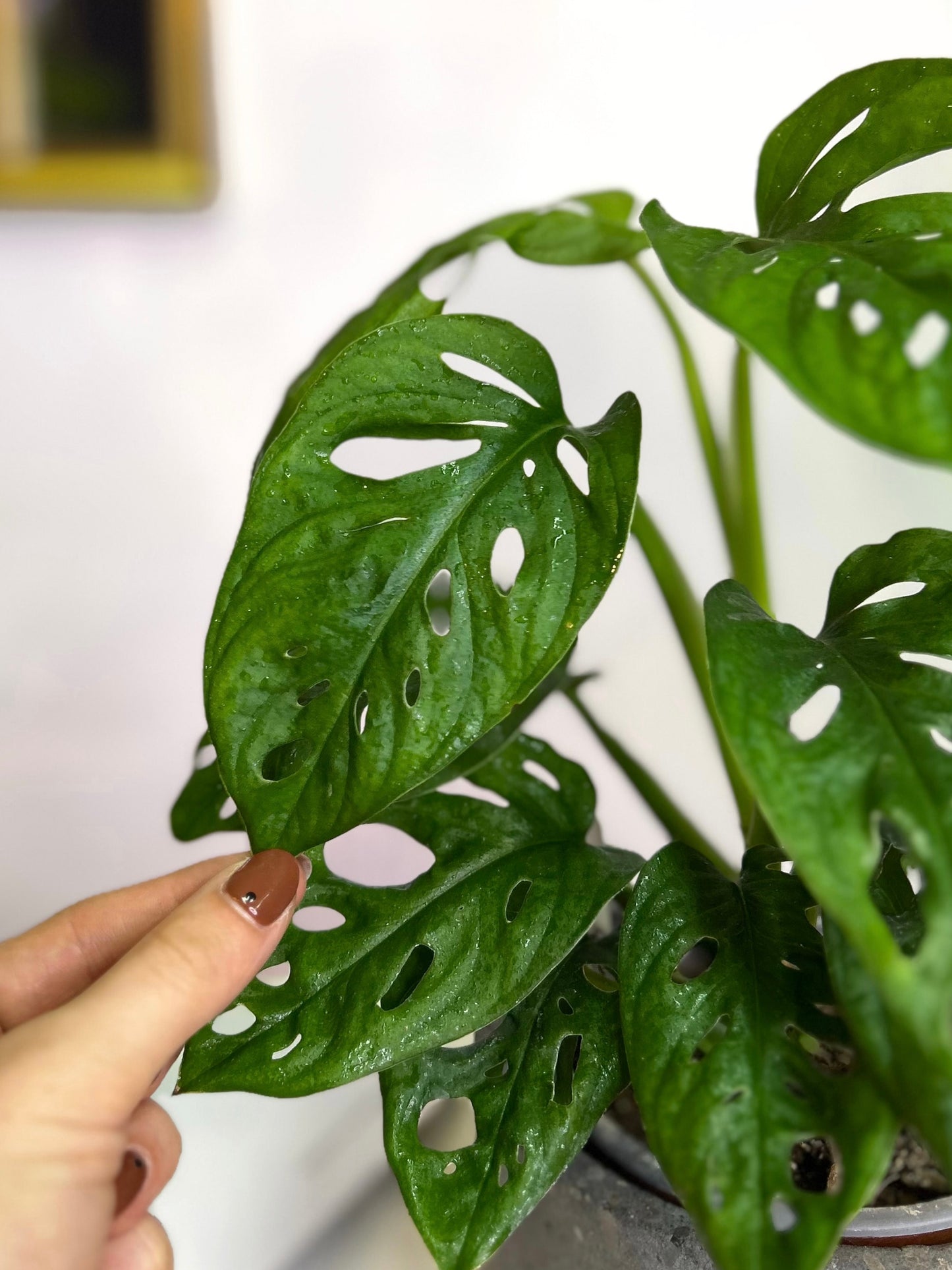 Monstera Adansonii hoja enana