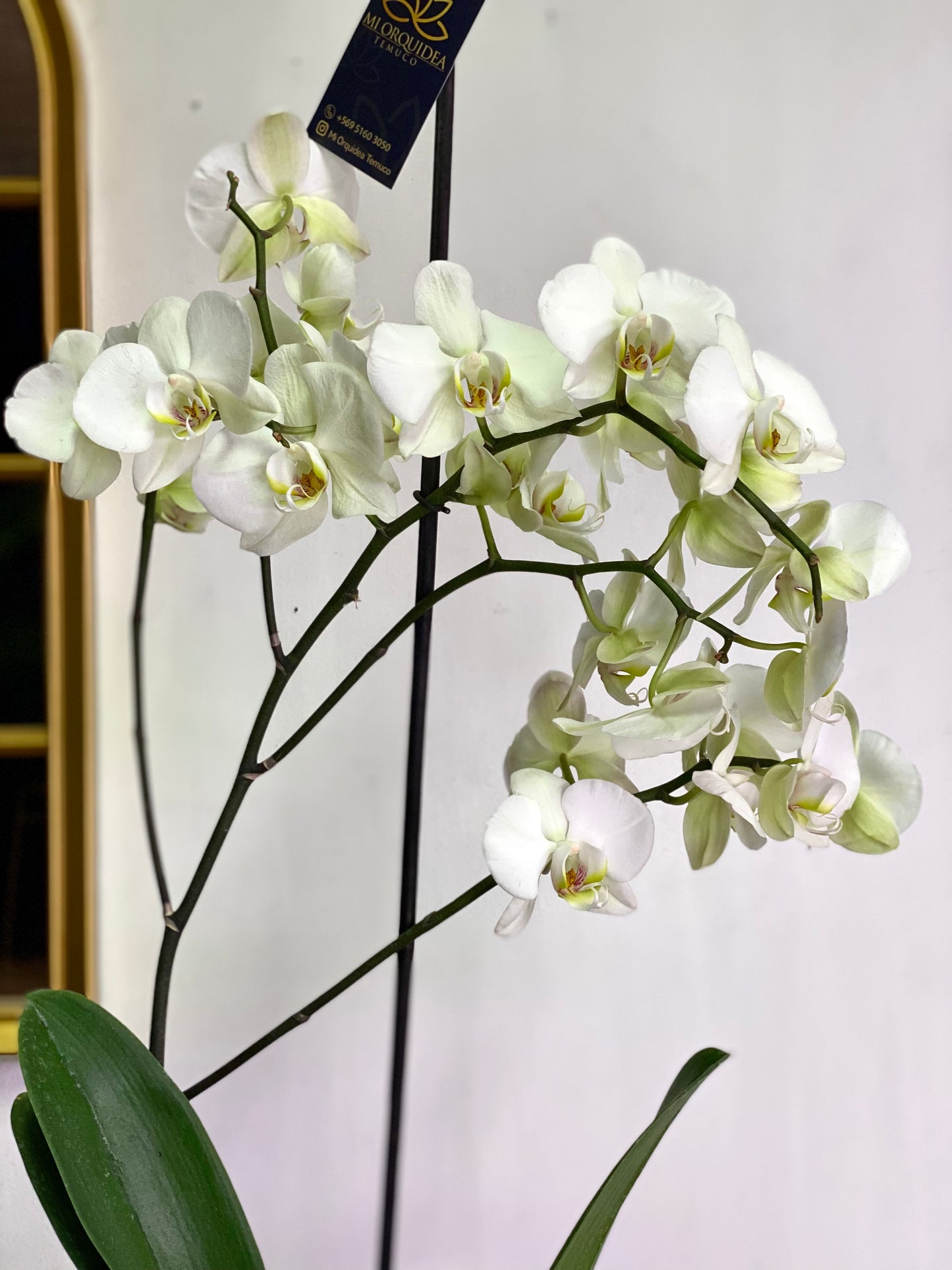 Orquídea Grande Blanca