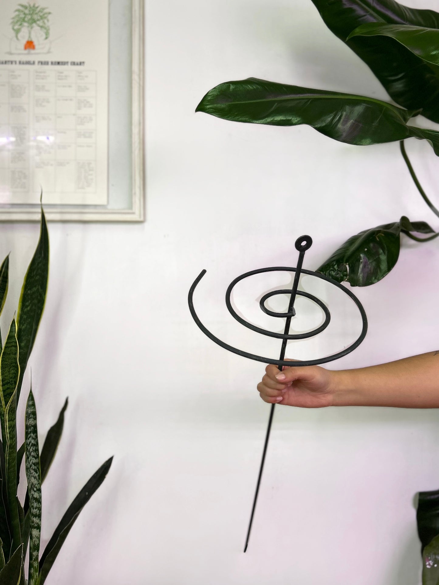 Tutor de fierro modelo Espiral