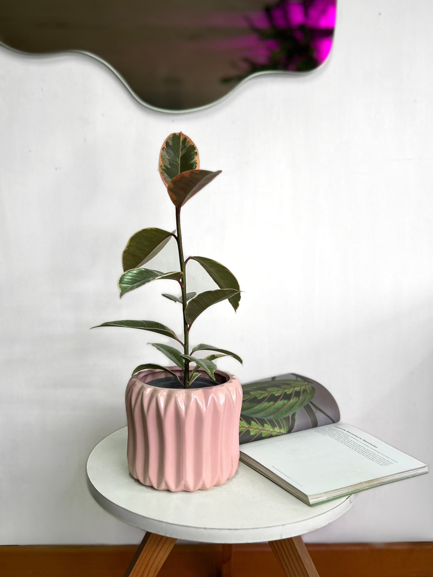 Ficus Elástica Tineke