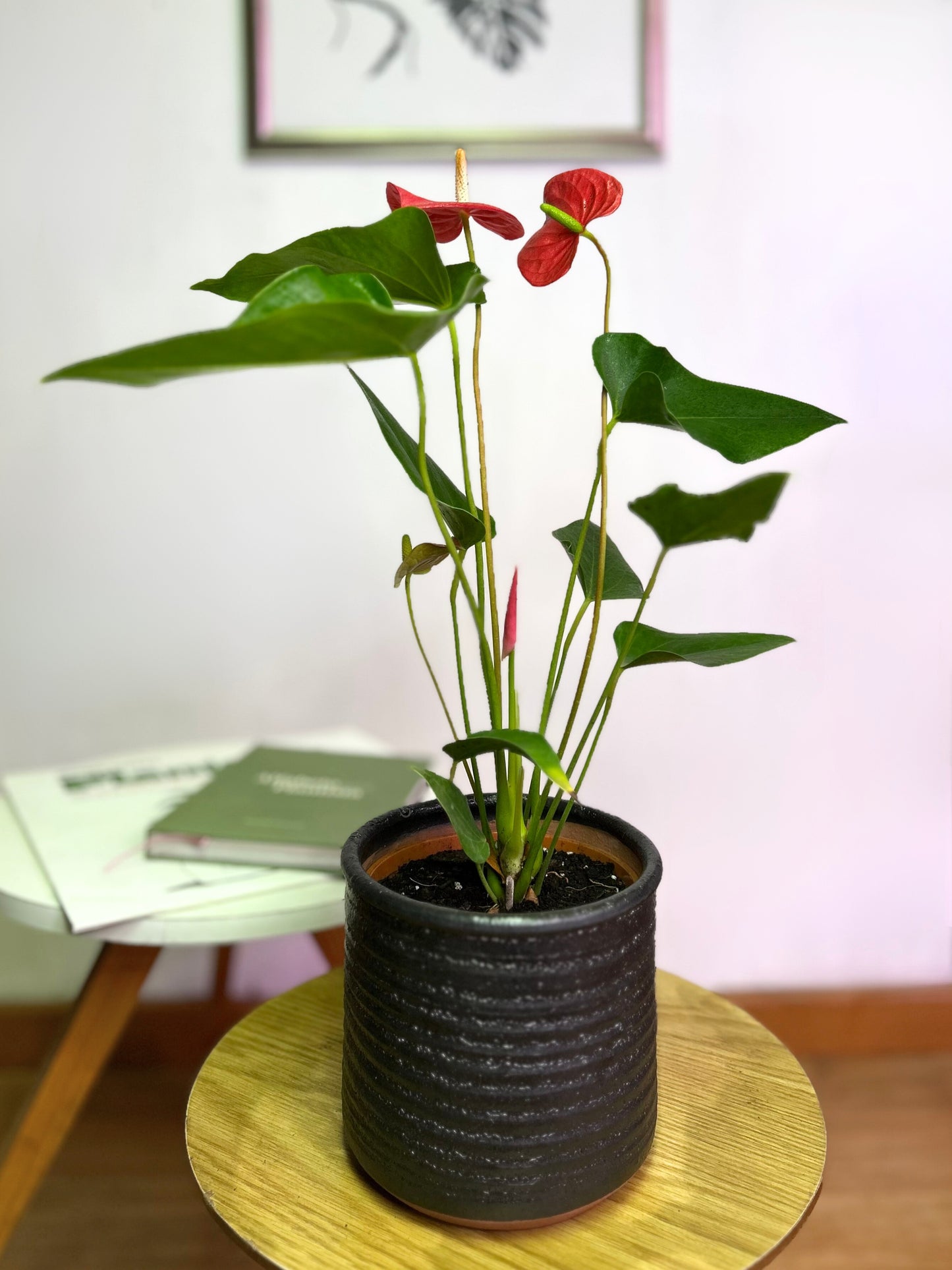 Anthurium Andreanum Rojo o Flor de Flamenco