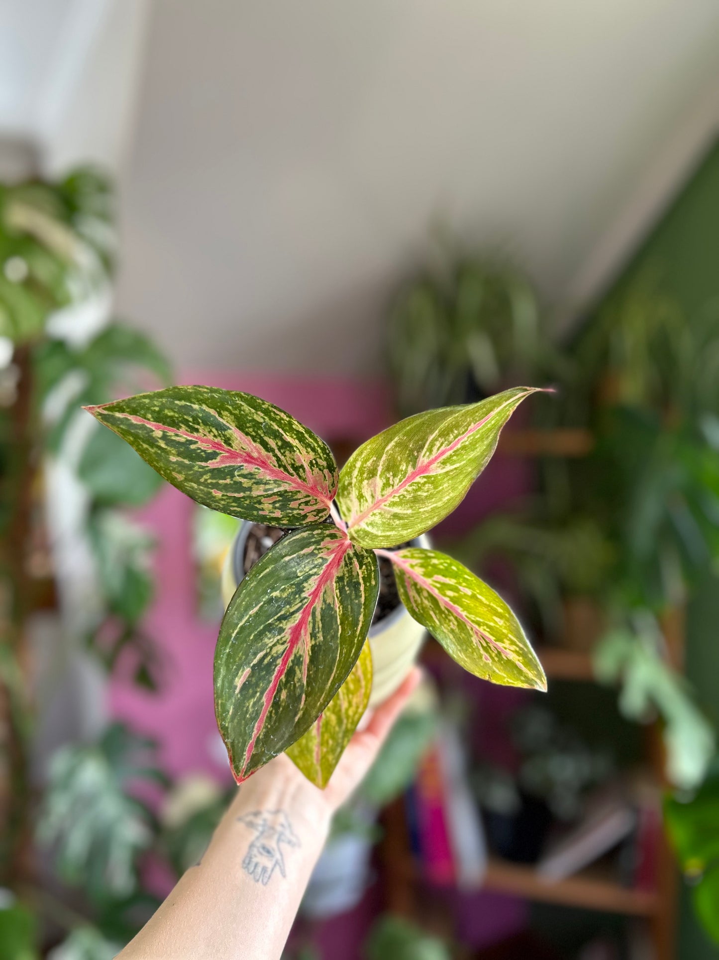 Aglaonema Pink Passion