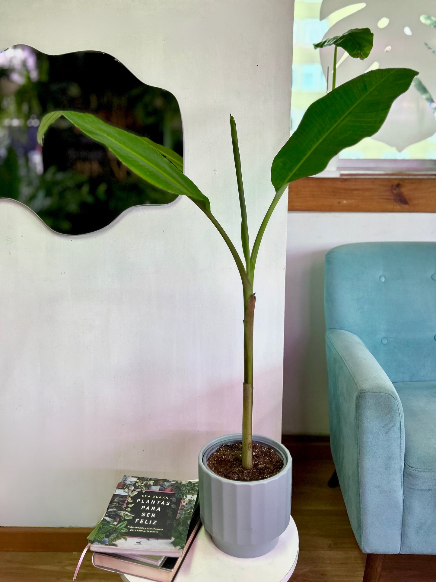 Musa Florida Verde S