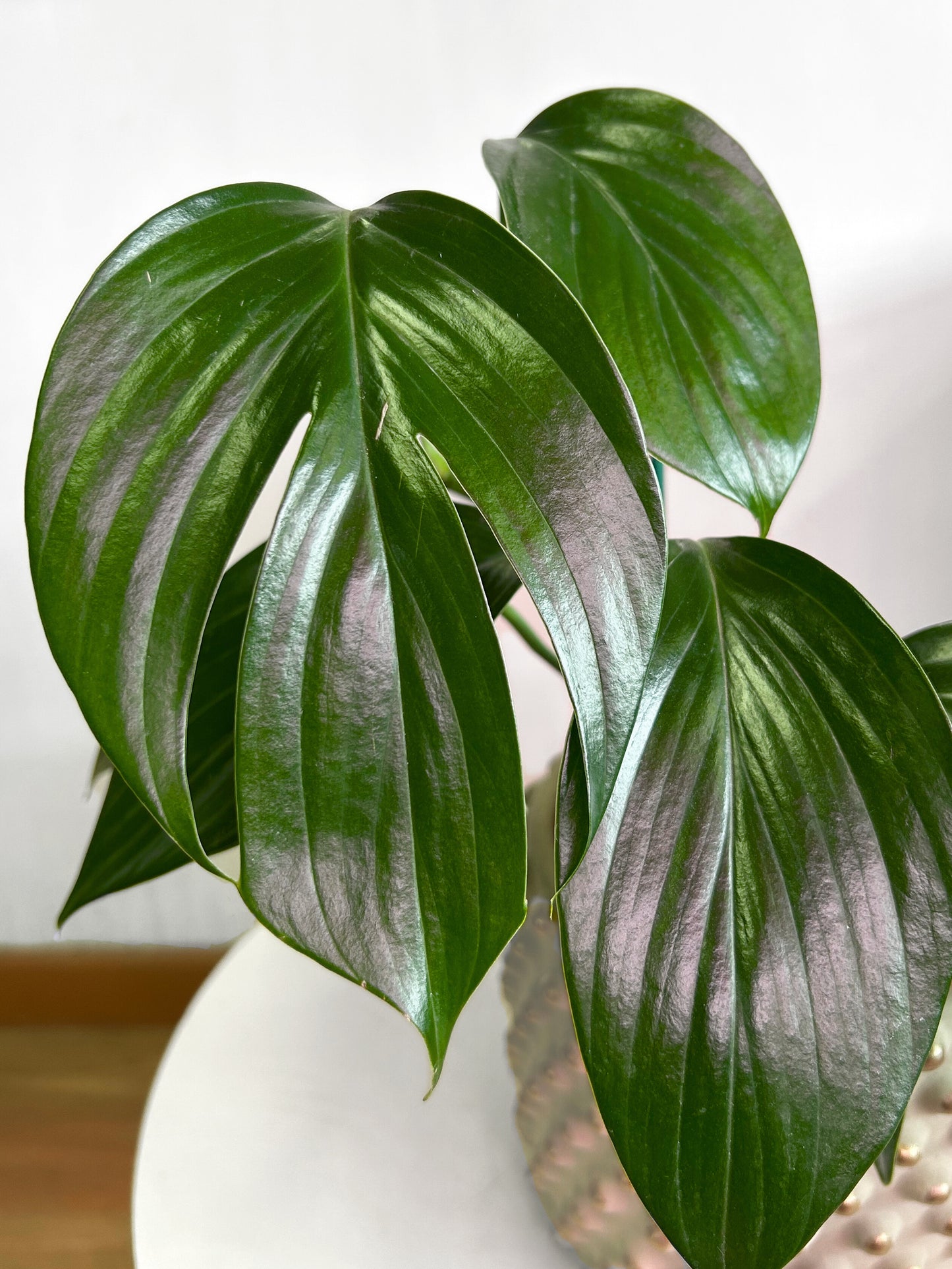 Filodendro Pinnatum