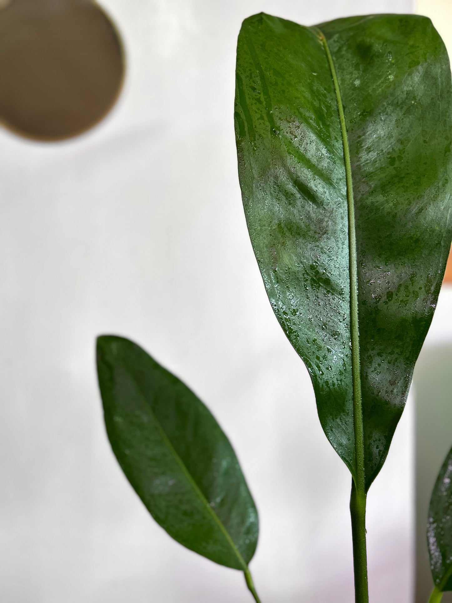 Anthurium Superbum M