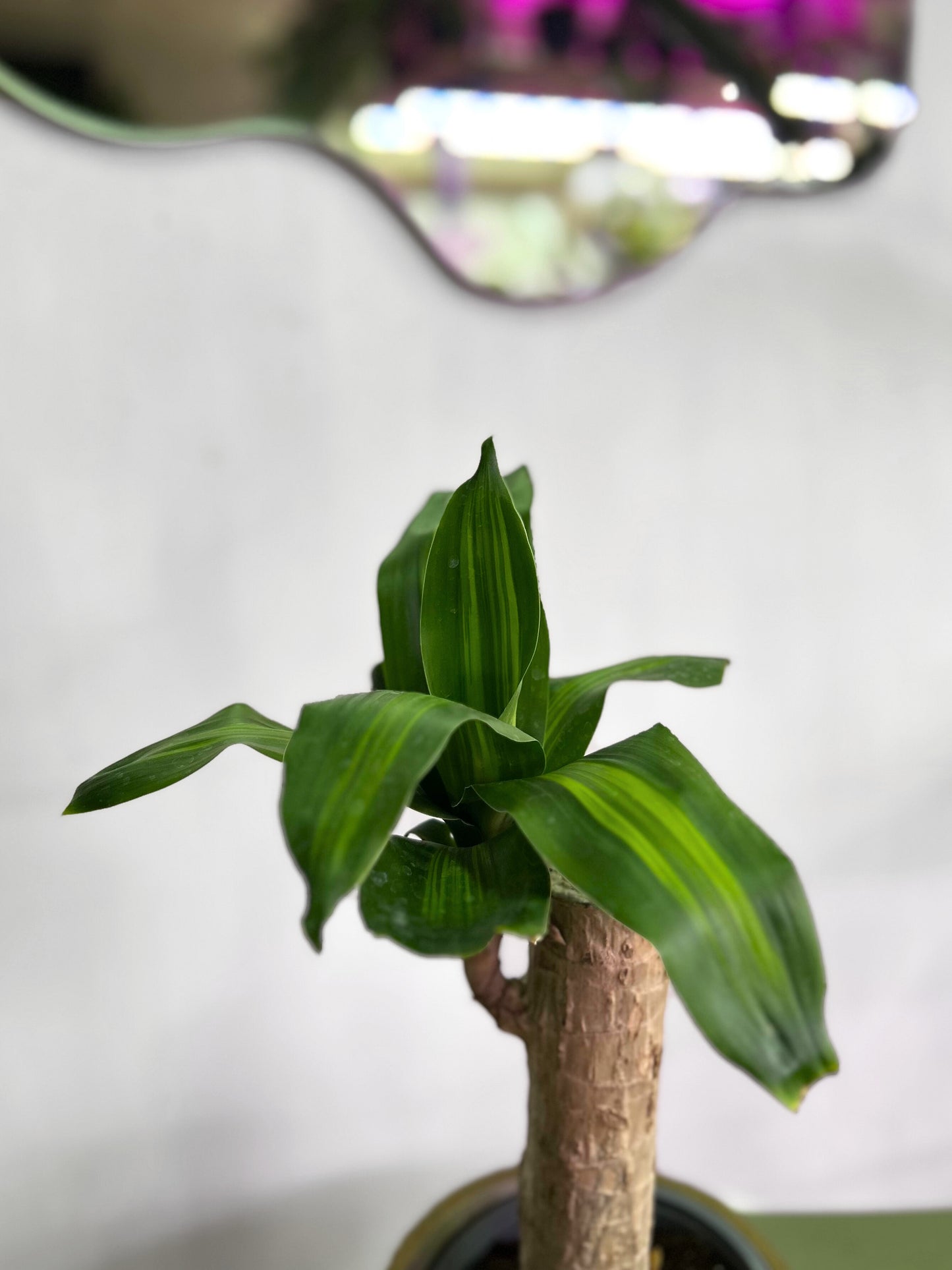 Dracaena Fragans, Palo de Agua o Palo de Brasil