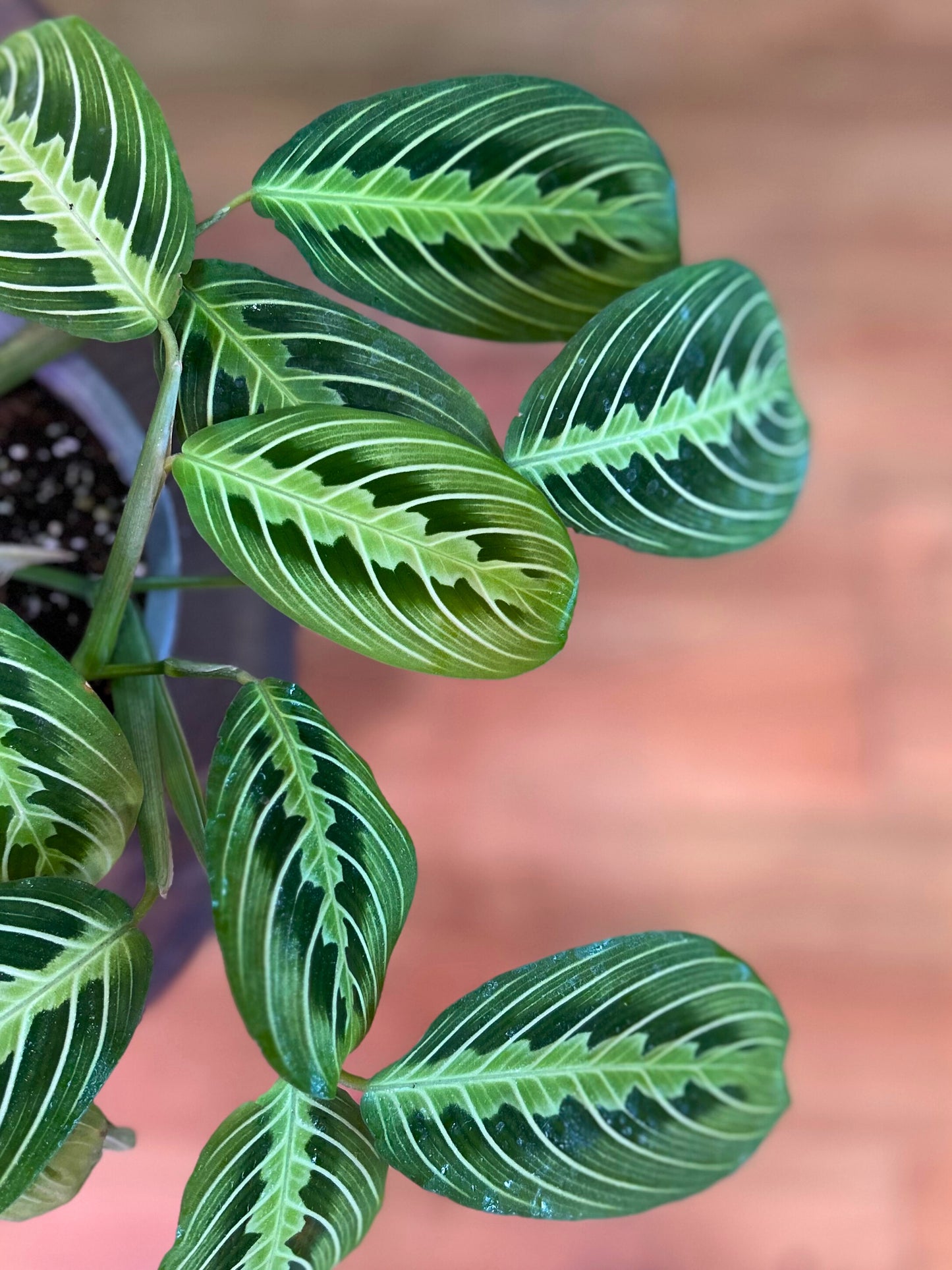 Maranta Lemon Lime