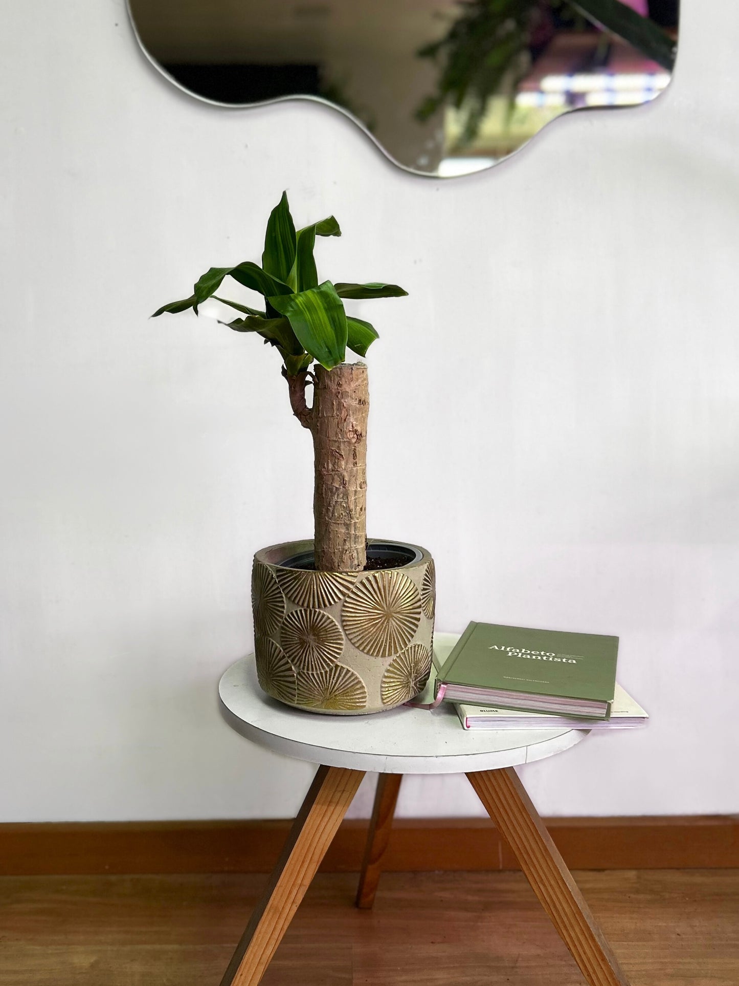 Dracaena Fragans, Palo de Agua o Palo de Brasil