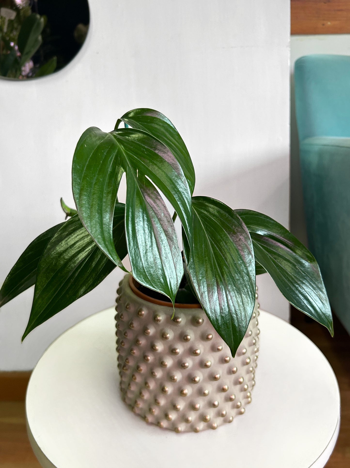Filodendro Pinnatum