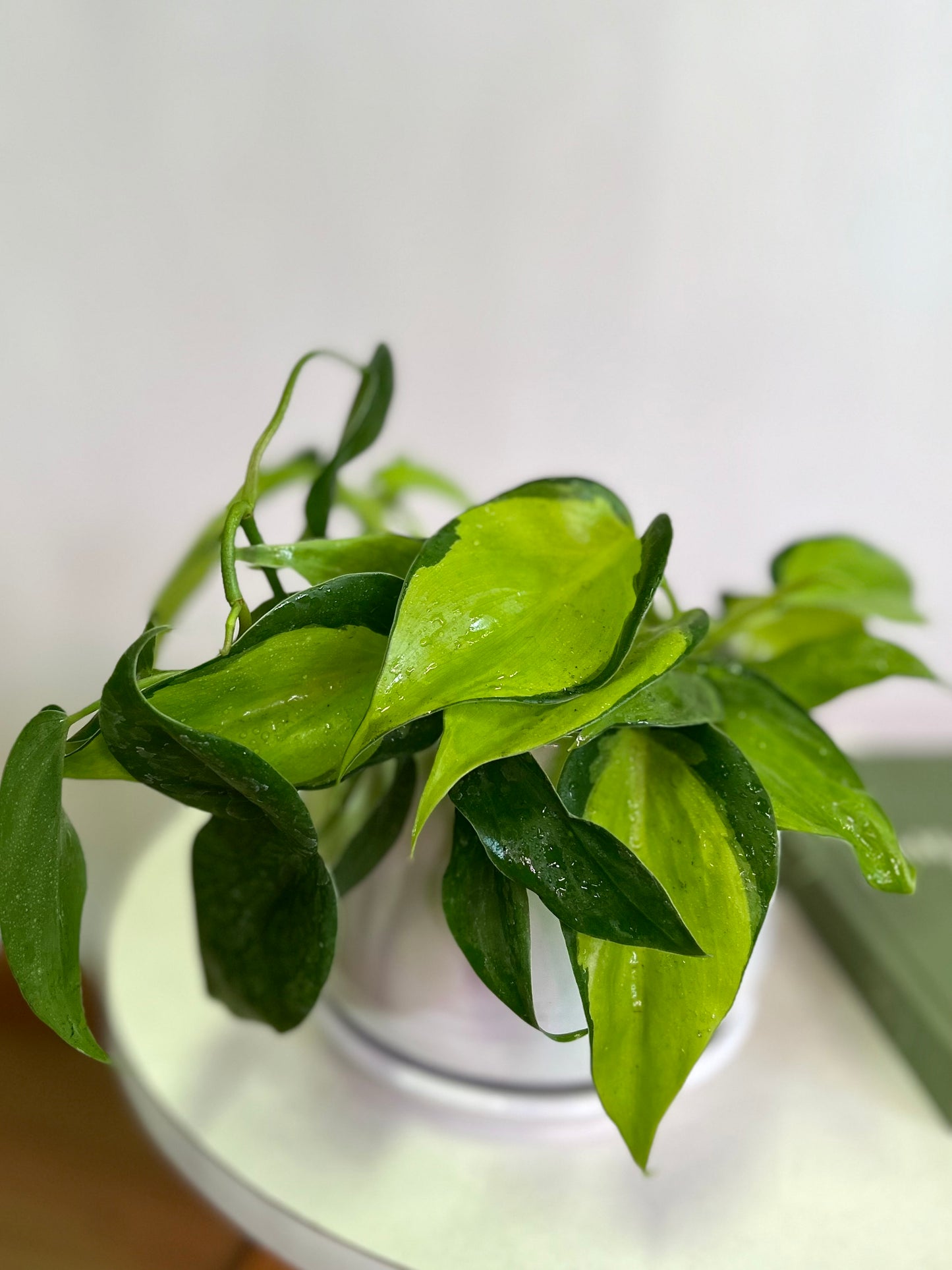 Filodendro cordatum Brasil S