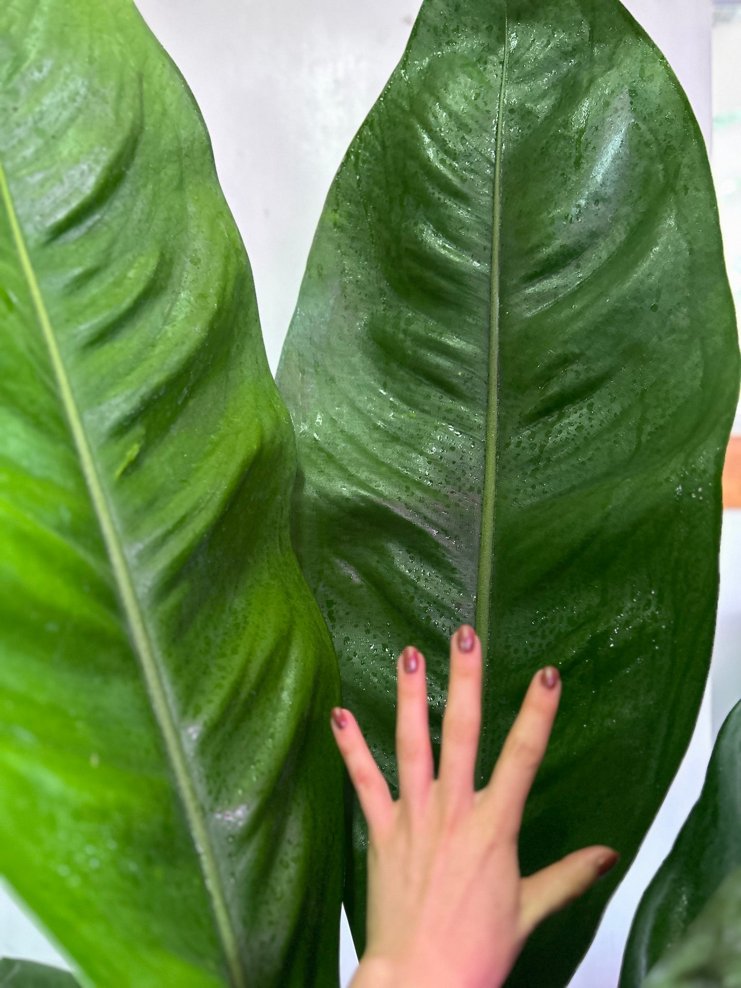 Anthurium Superbum XL