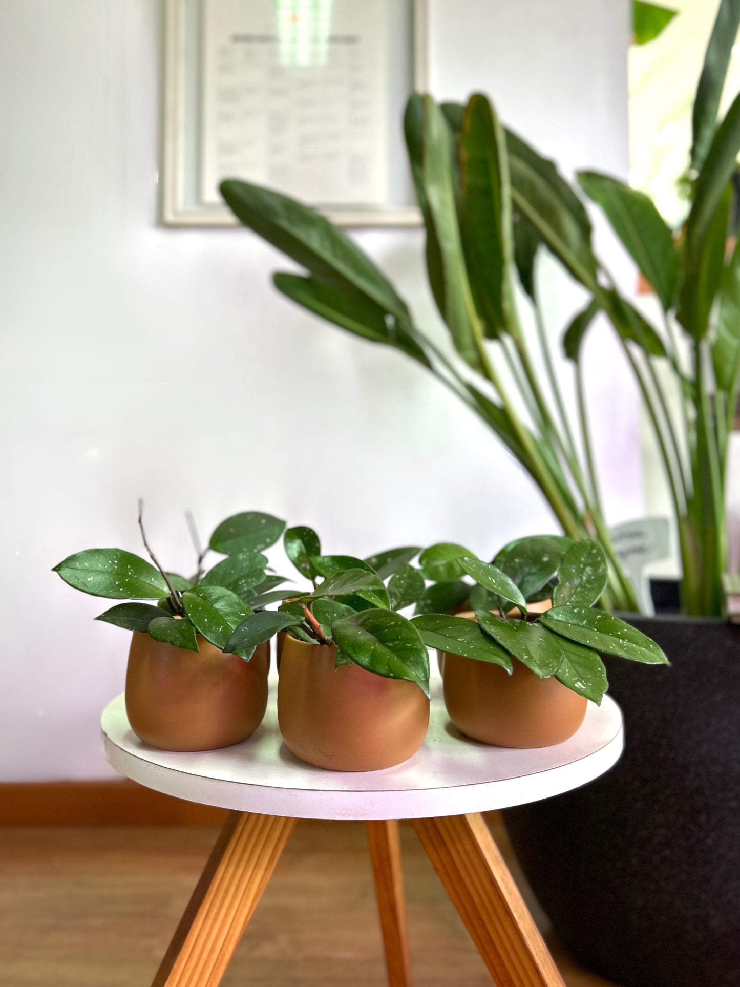 Hoya Carnosa - Clepia con macetero