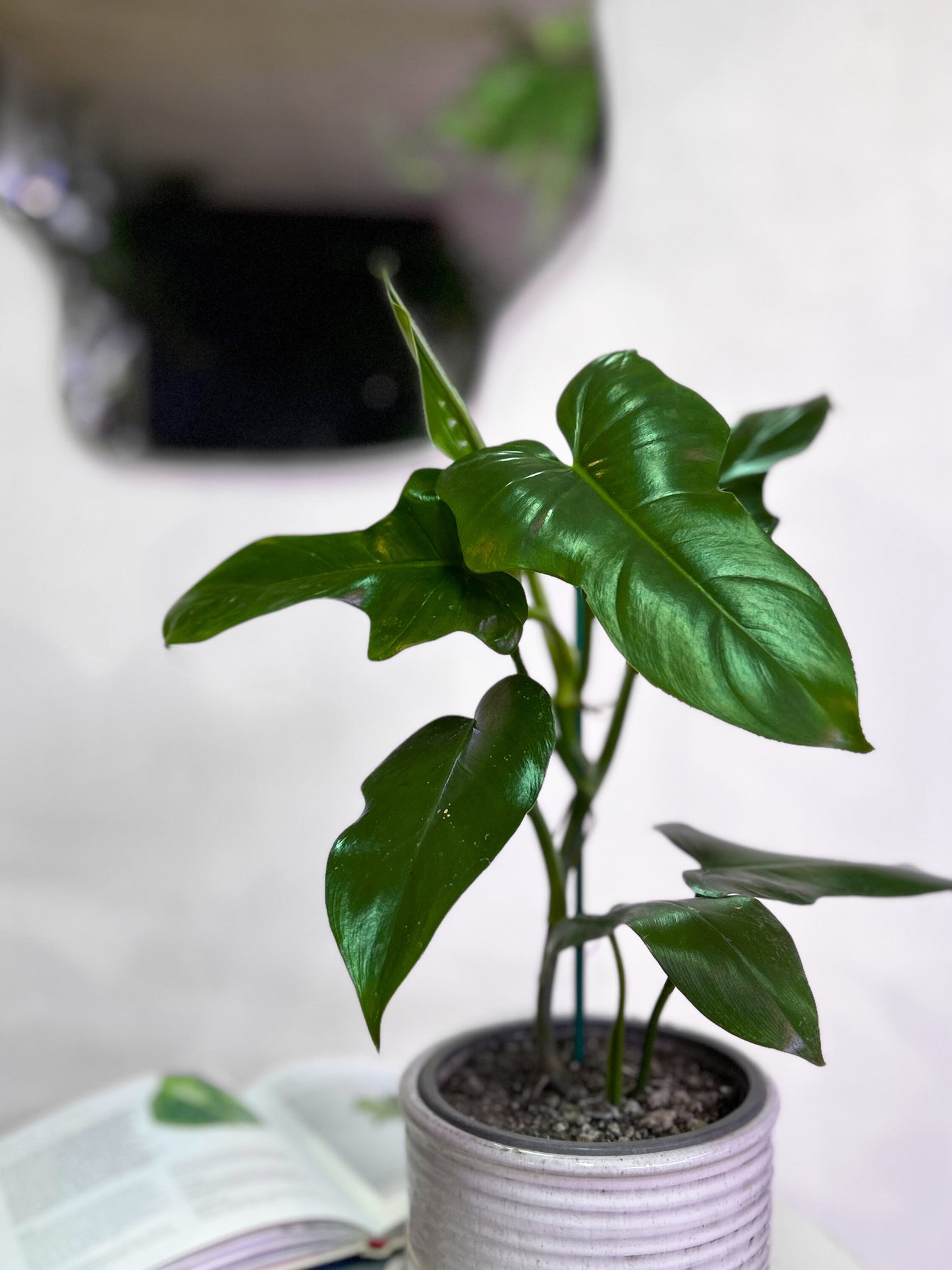 Filodendro Panduriforme