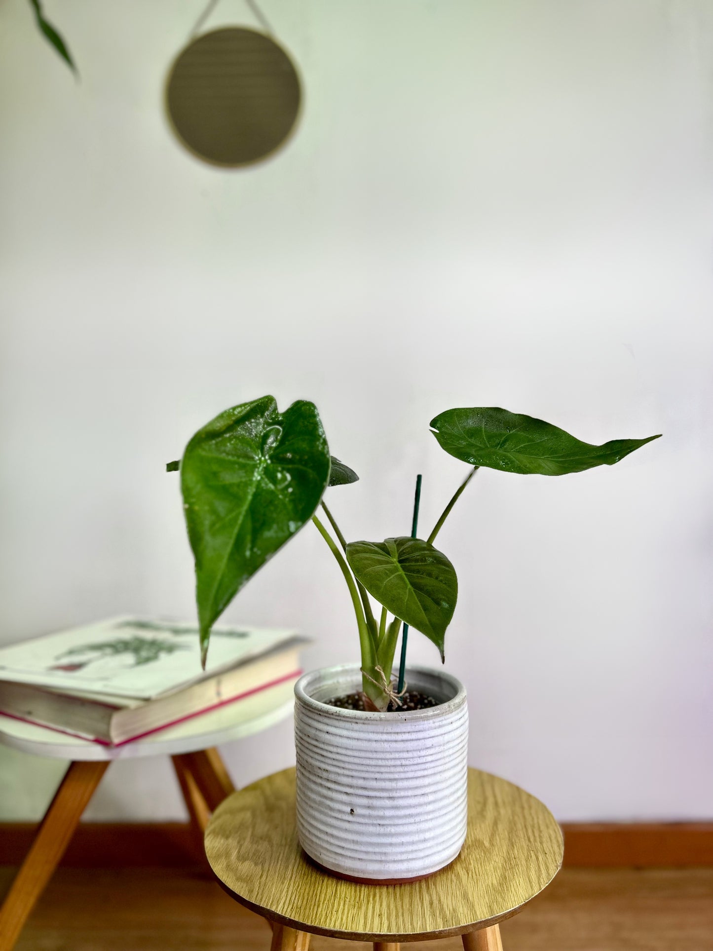 Alocasia Wentii